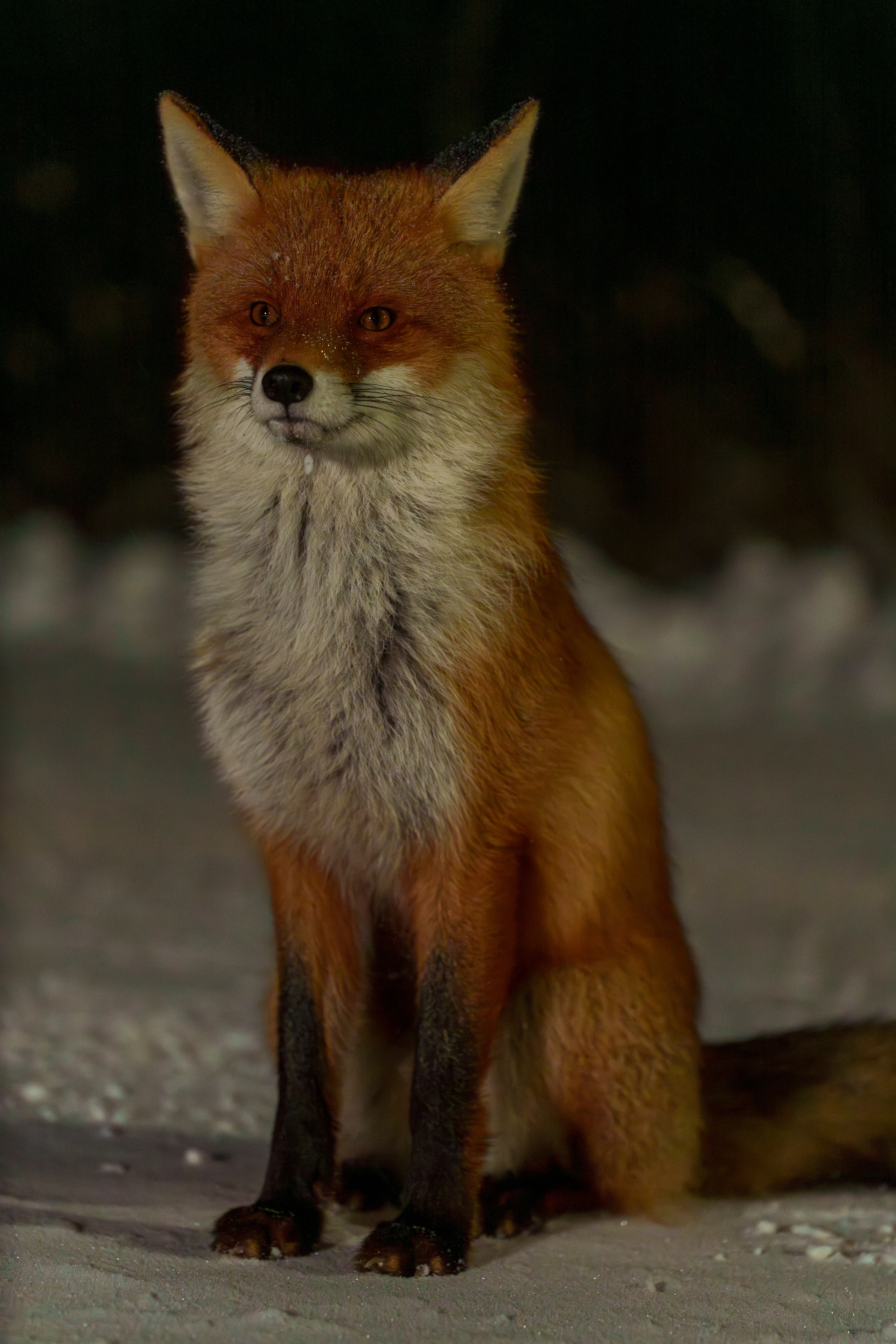 Animals — Животные