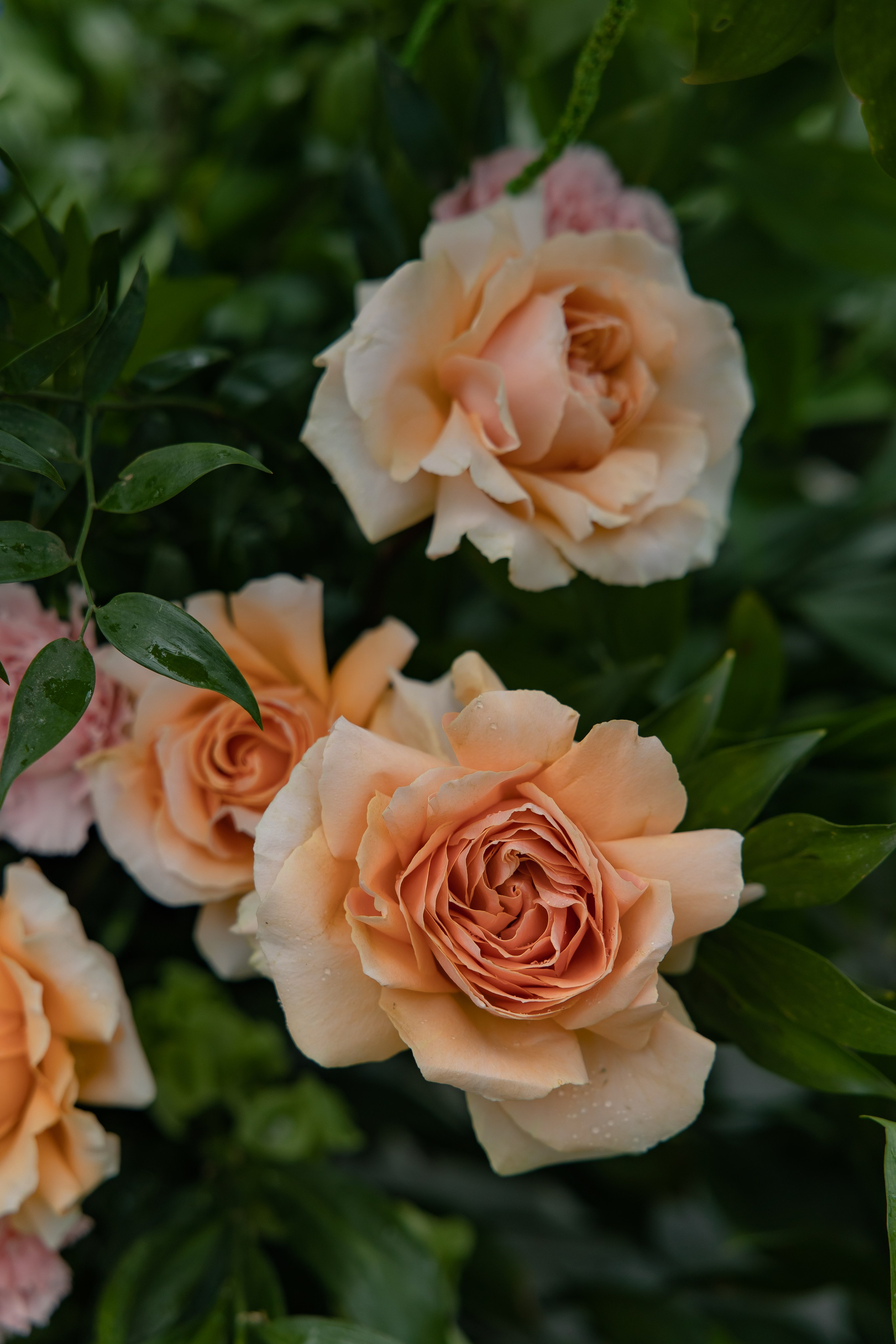 Даниил и Светлана. Свадебный и семейный фотограф в Новосибирске Наталья Зорина