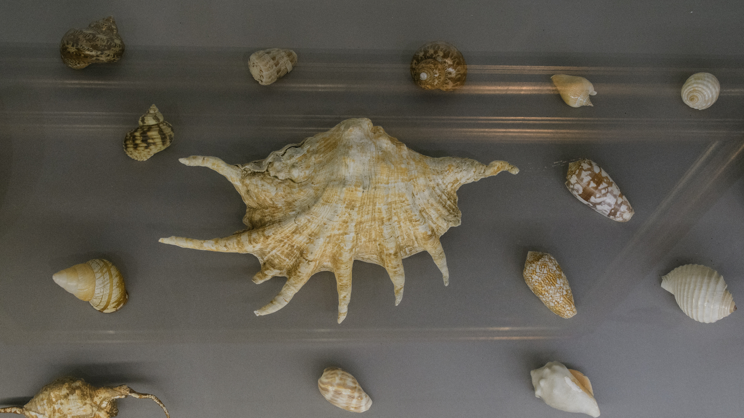 Волонтерство. Семейный и индивидуальный фотограф Life style в Санкт-Петербурге Мария