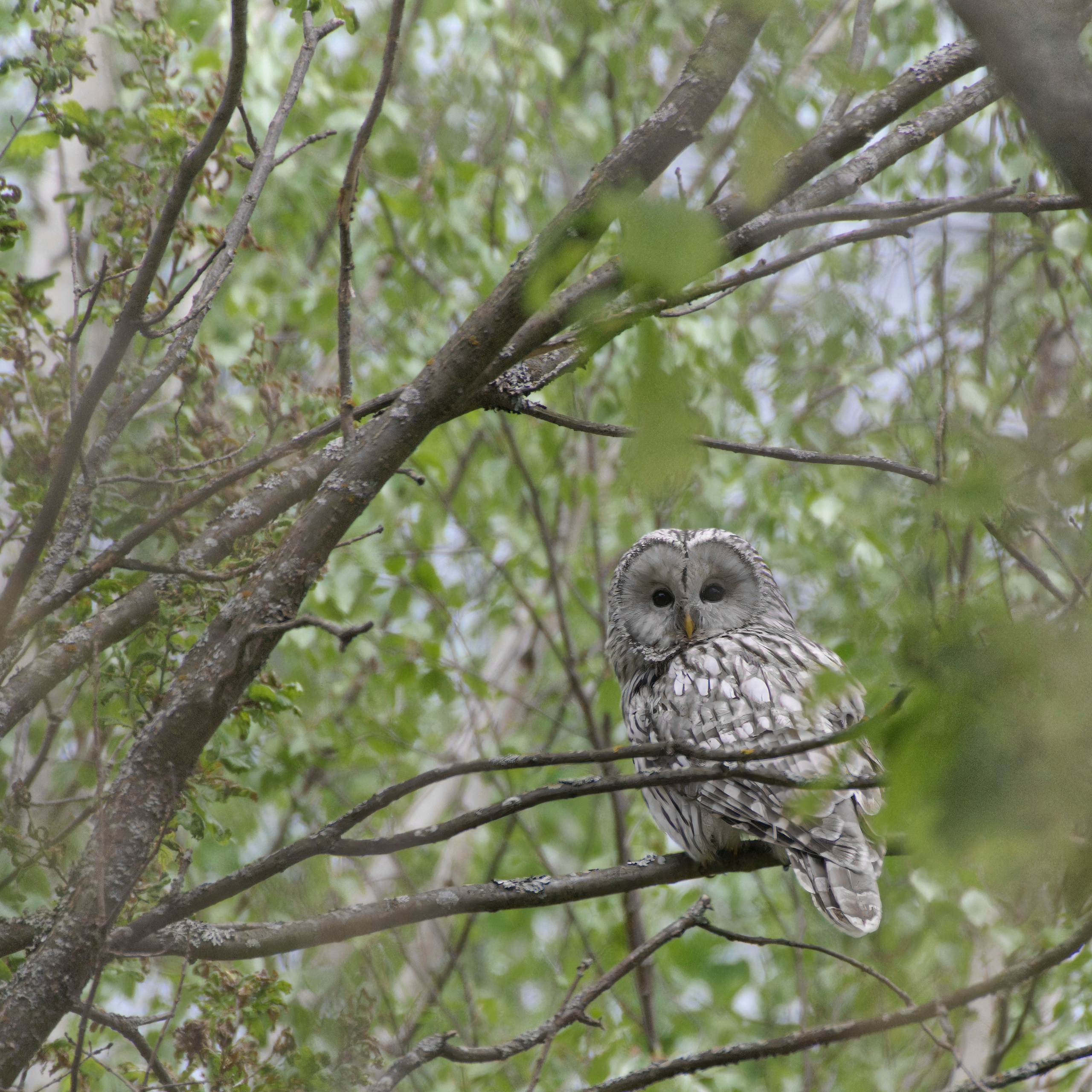 Перья. Семоха Валерий. Фотограф