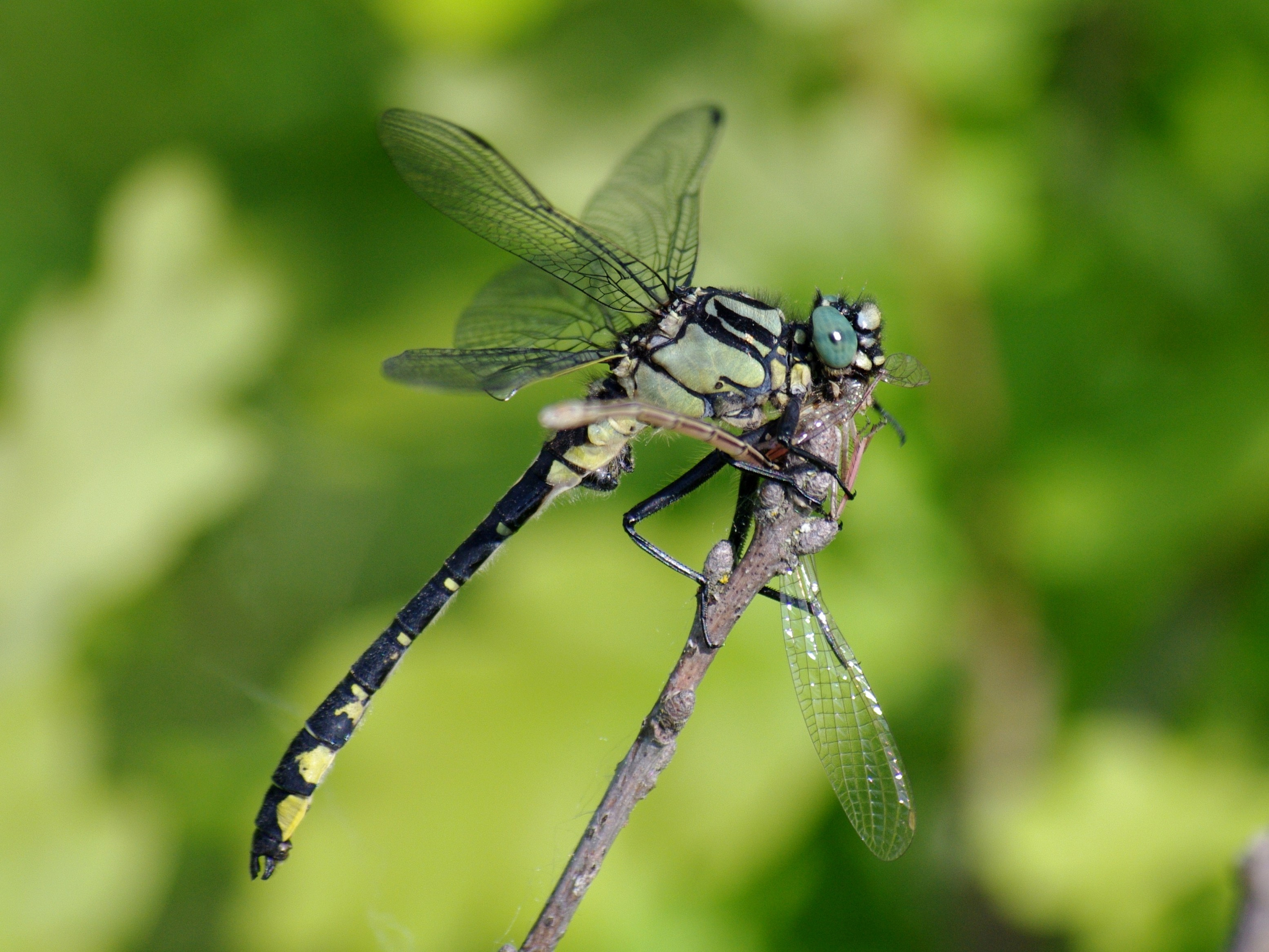 Хитин. Семоха Валерий. Фотограф