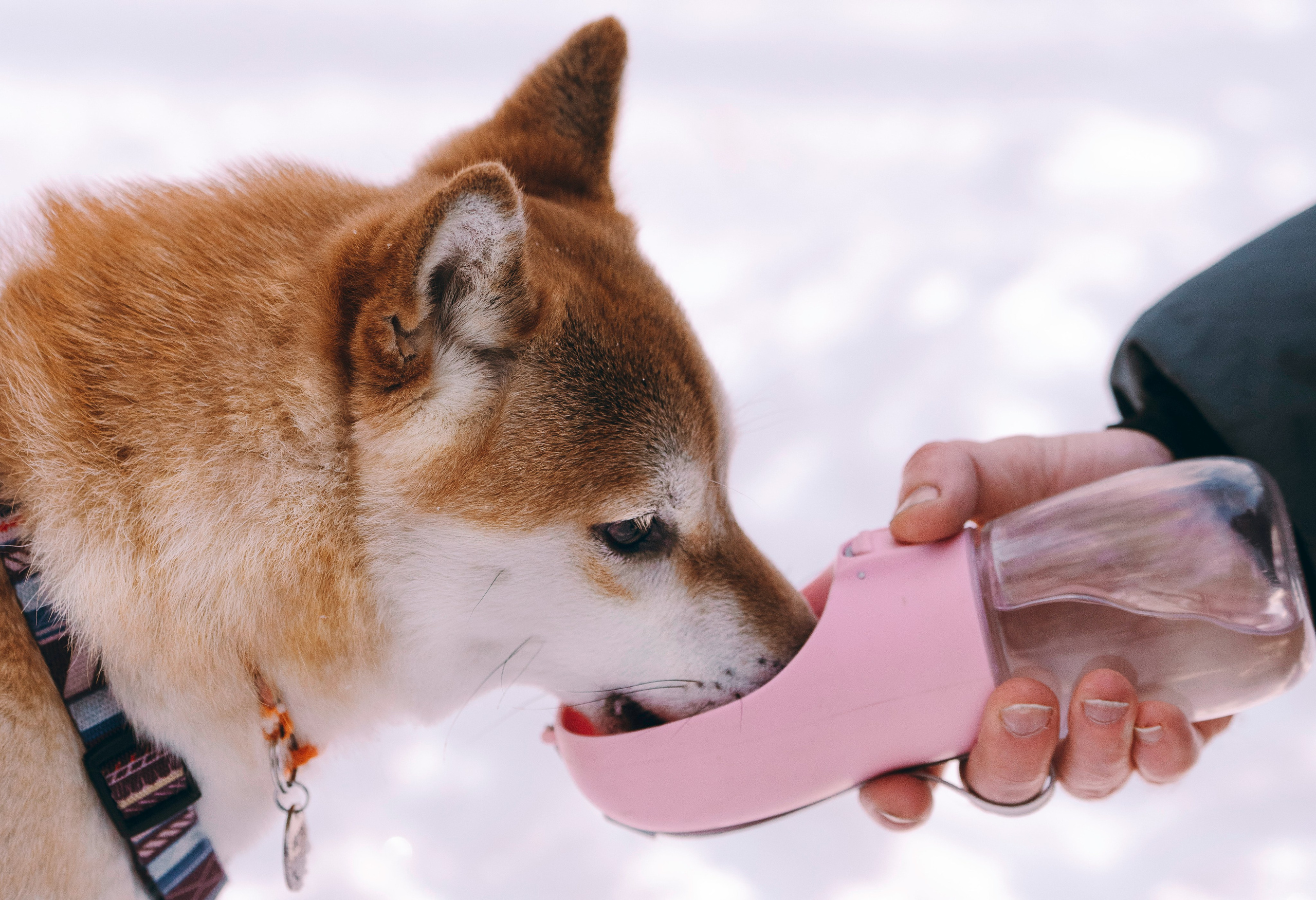 Каори, Анна и Антон. Фотограф анималист в Спб недорого Олеся Майорова