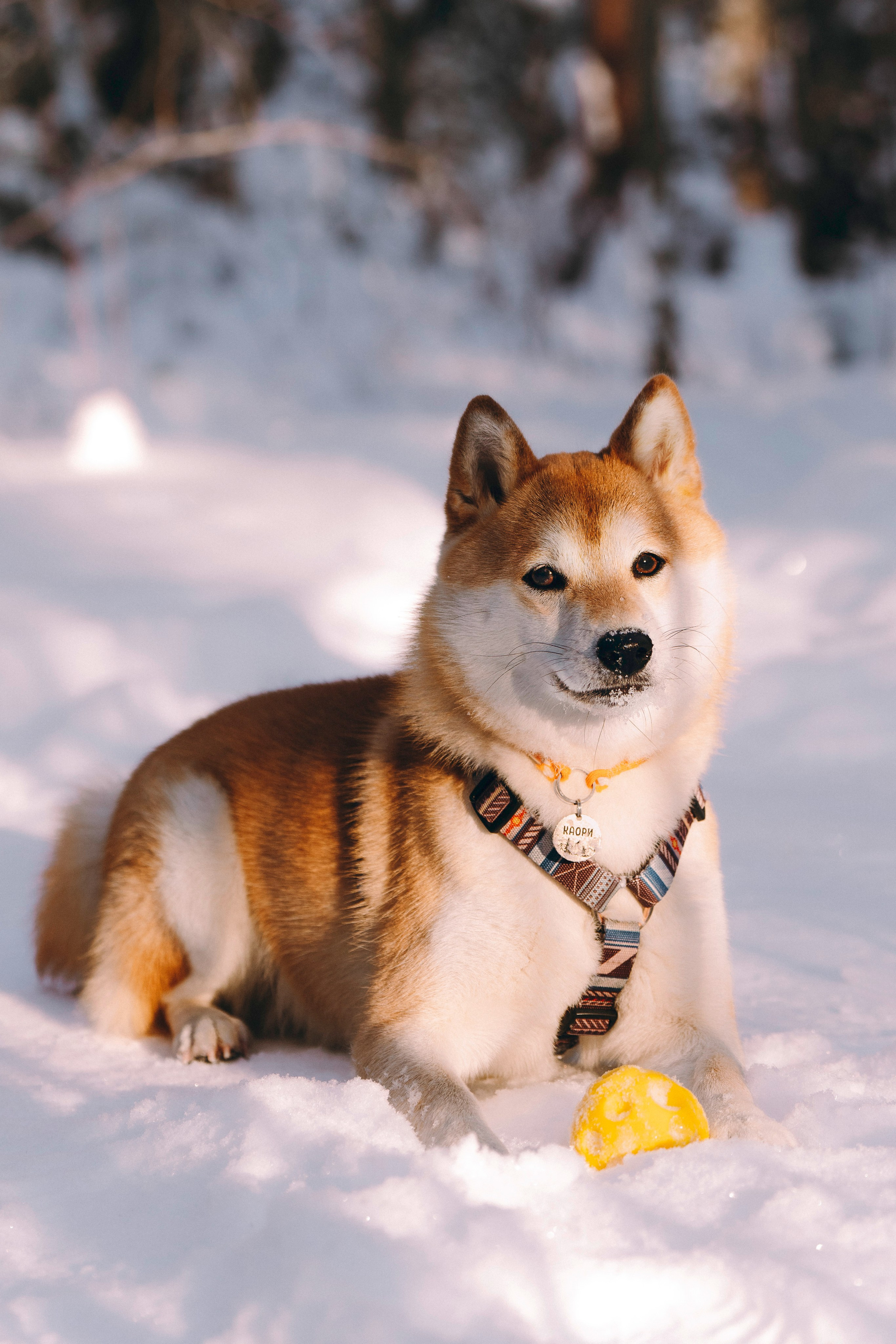 Каори, Анна и Антон. Фотограф анималист в Спб недорого Олеся Майорова
