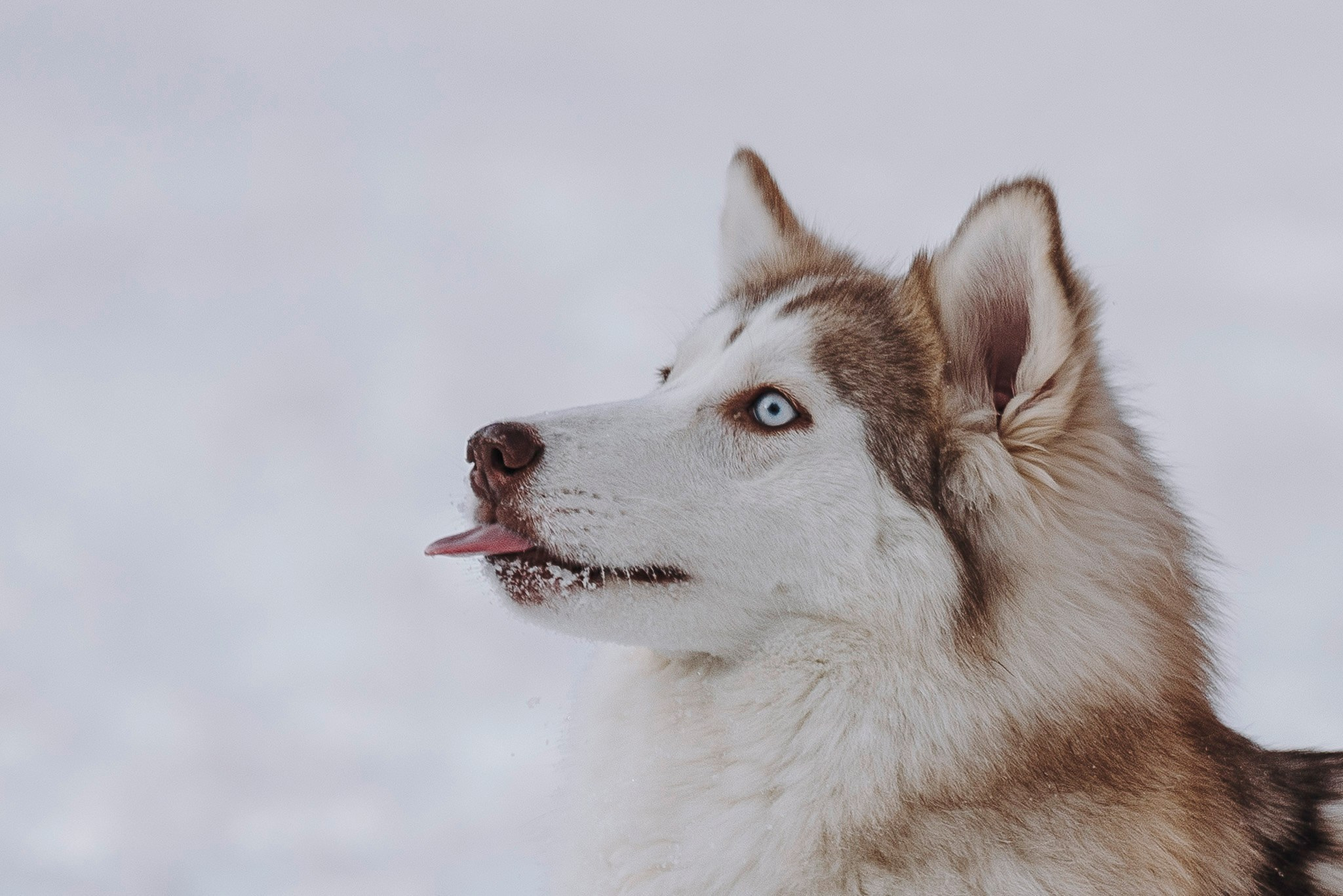 Мария и Амелия. Фотограф анималист в Спб недорого Олеся Майорова