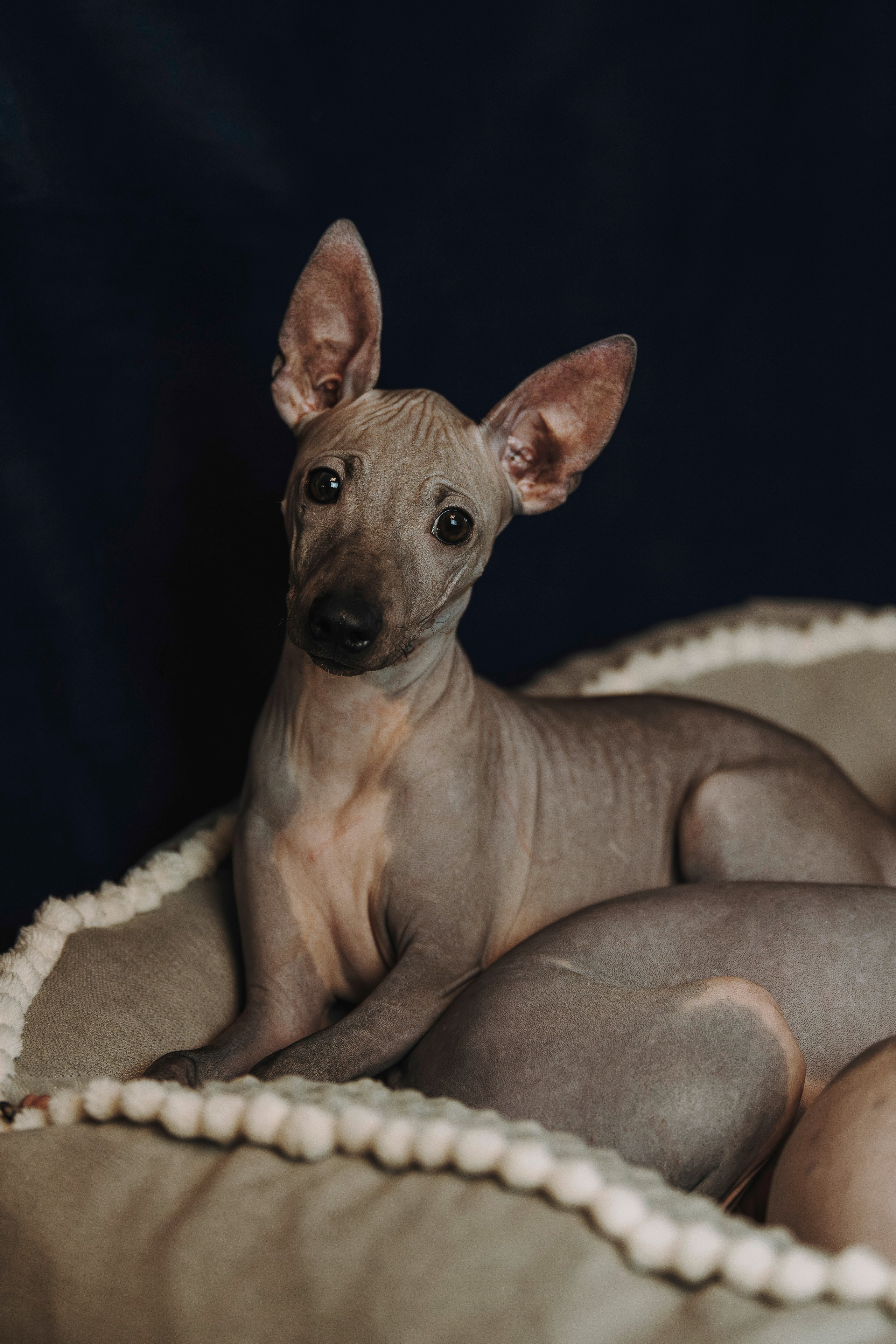 Малыши американского голого терьера. Фотограф анималист в Спб недорого Олеся Майорова