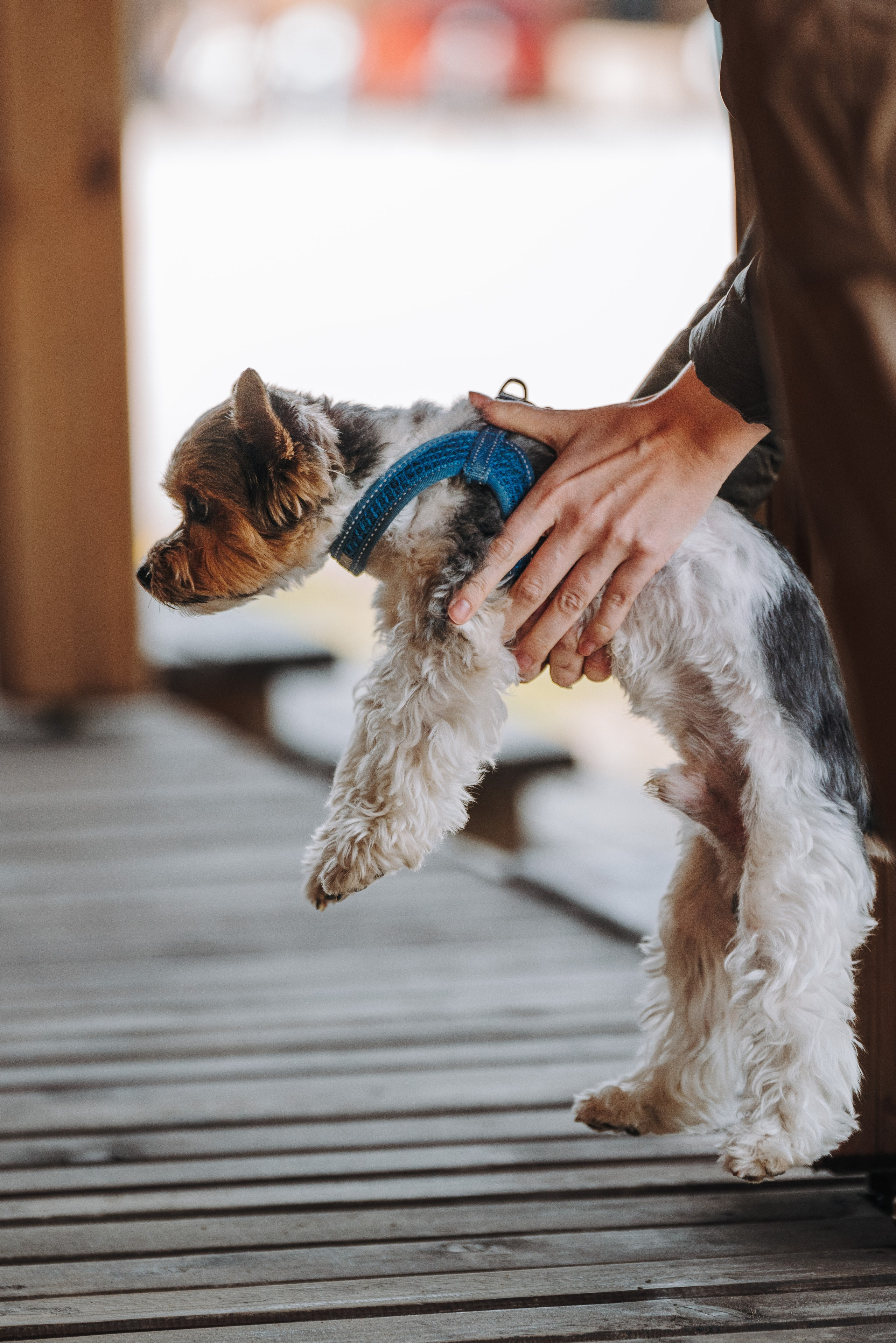Соревнования по ноузворку в Лосево. Фотограф анималист в Спб недорого Олеся Майорова