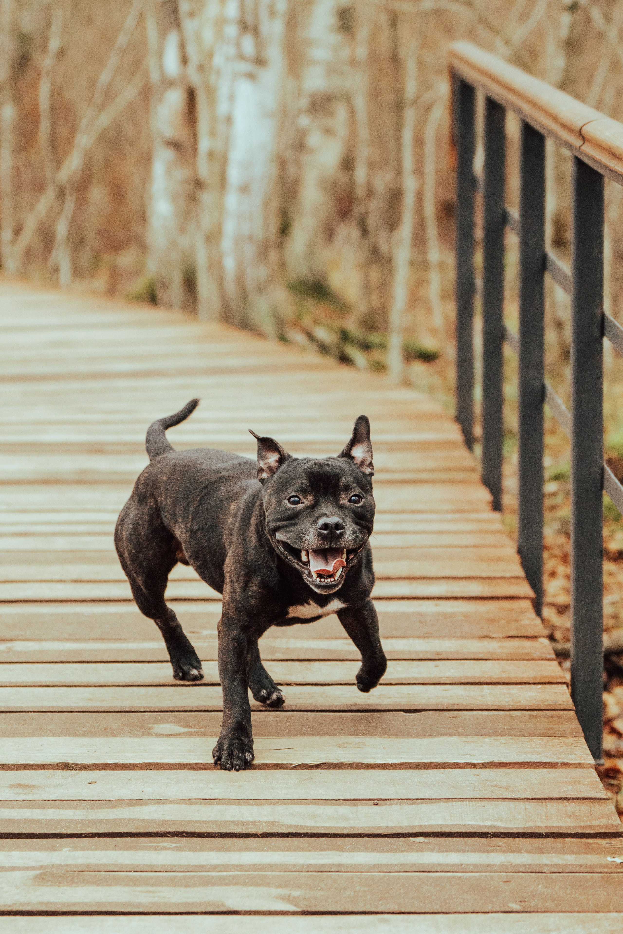 Фотограф анималист в Санкт-Петербурге. Фотограф анималист в Спб недорого Олеся Майорова