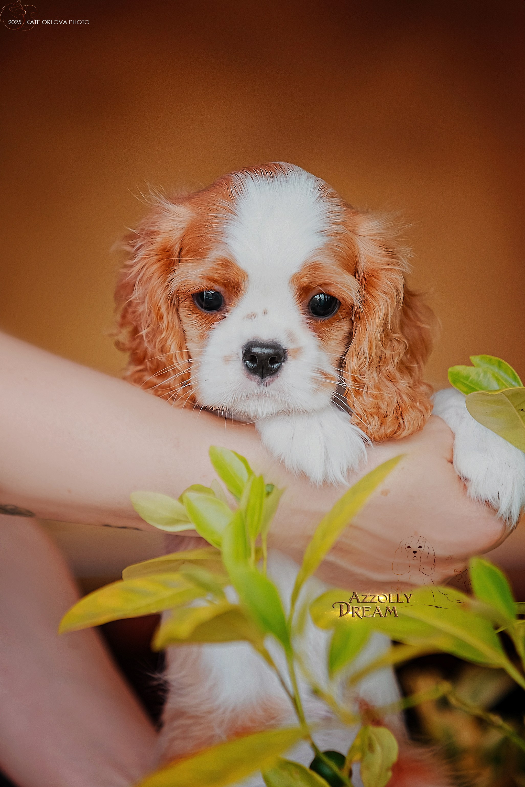 Щенки. Питомник кавалер кинг чарльз спаниелей