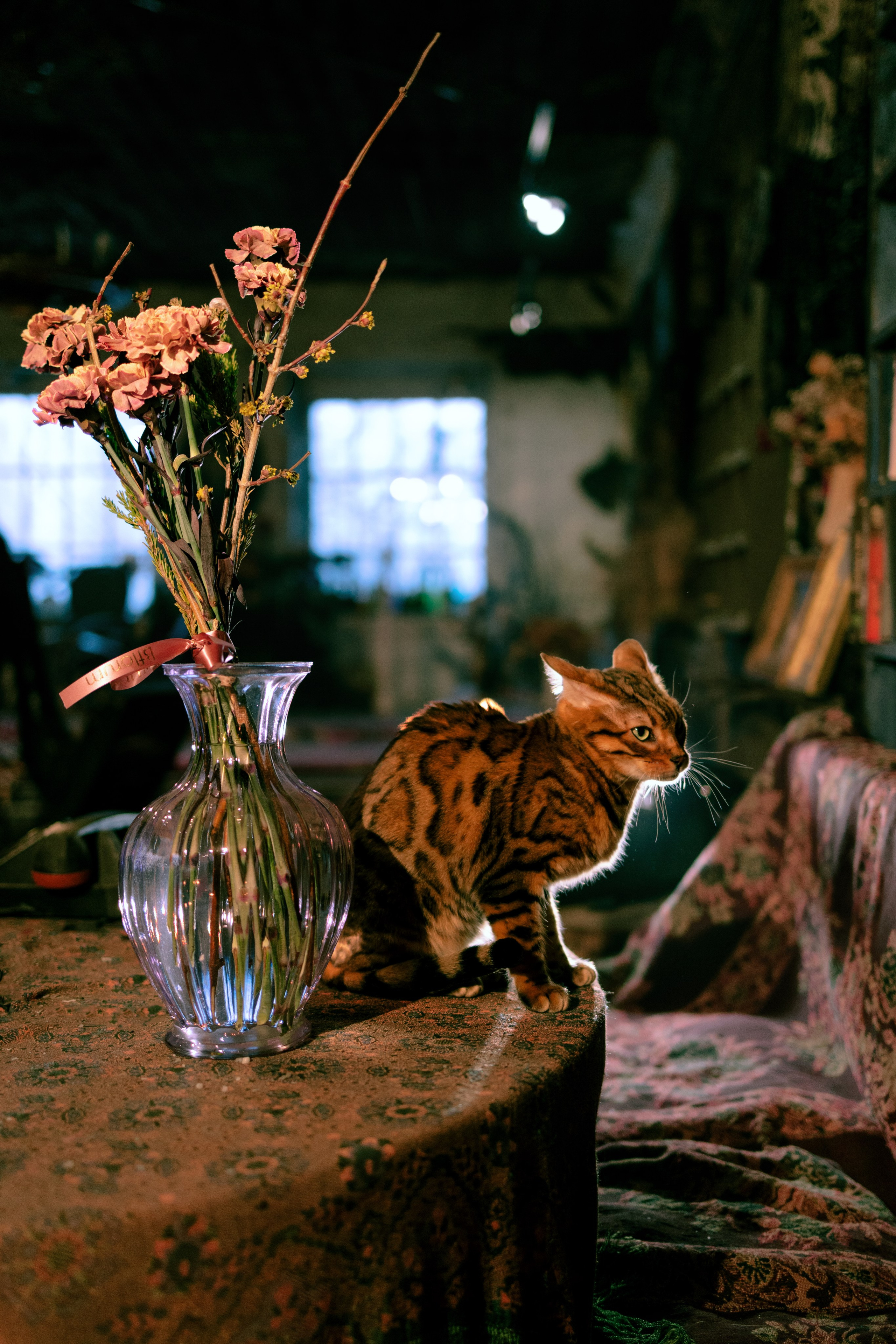 Съёмка домашних животных