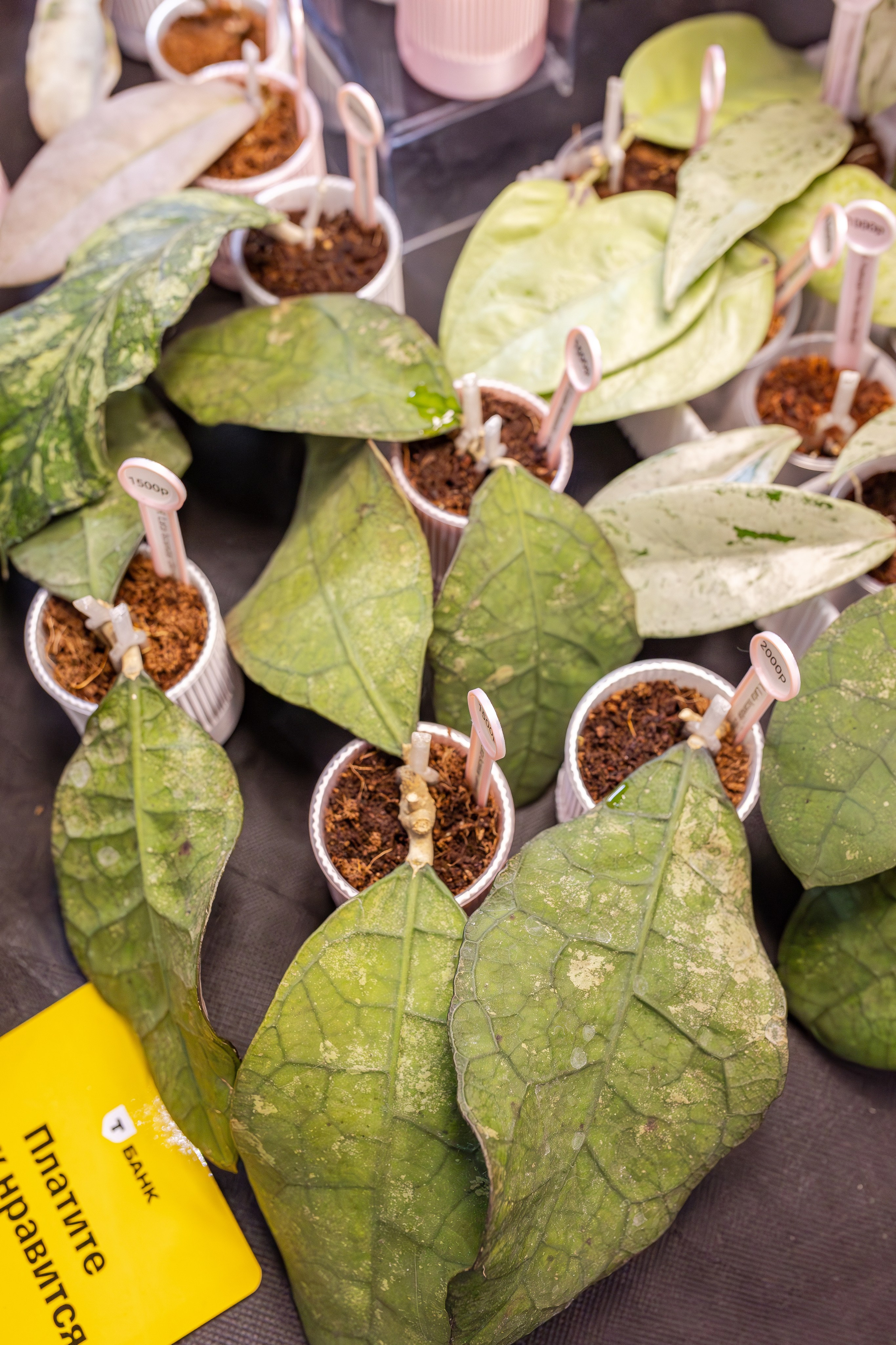 Монстериум апрель 2026. Александра Куликова фотограф, Москва