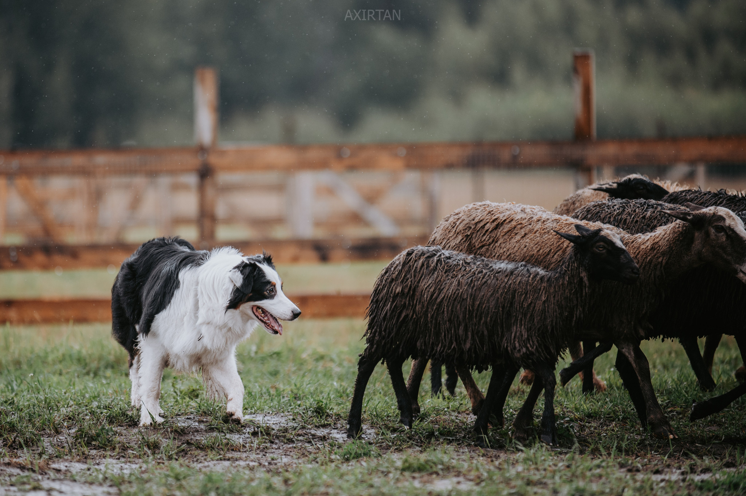 Синдра. BLGKV питомник собак
