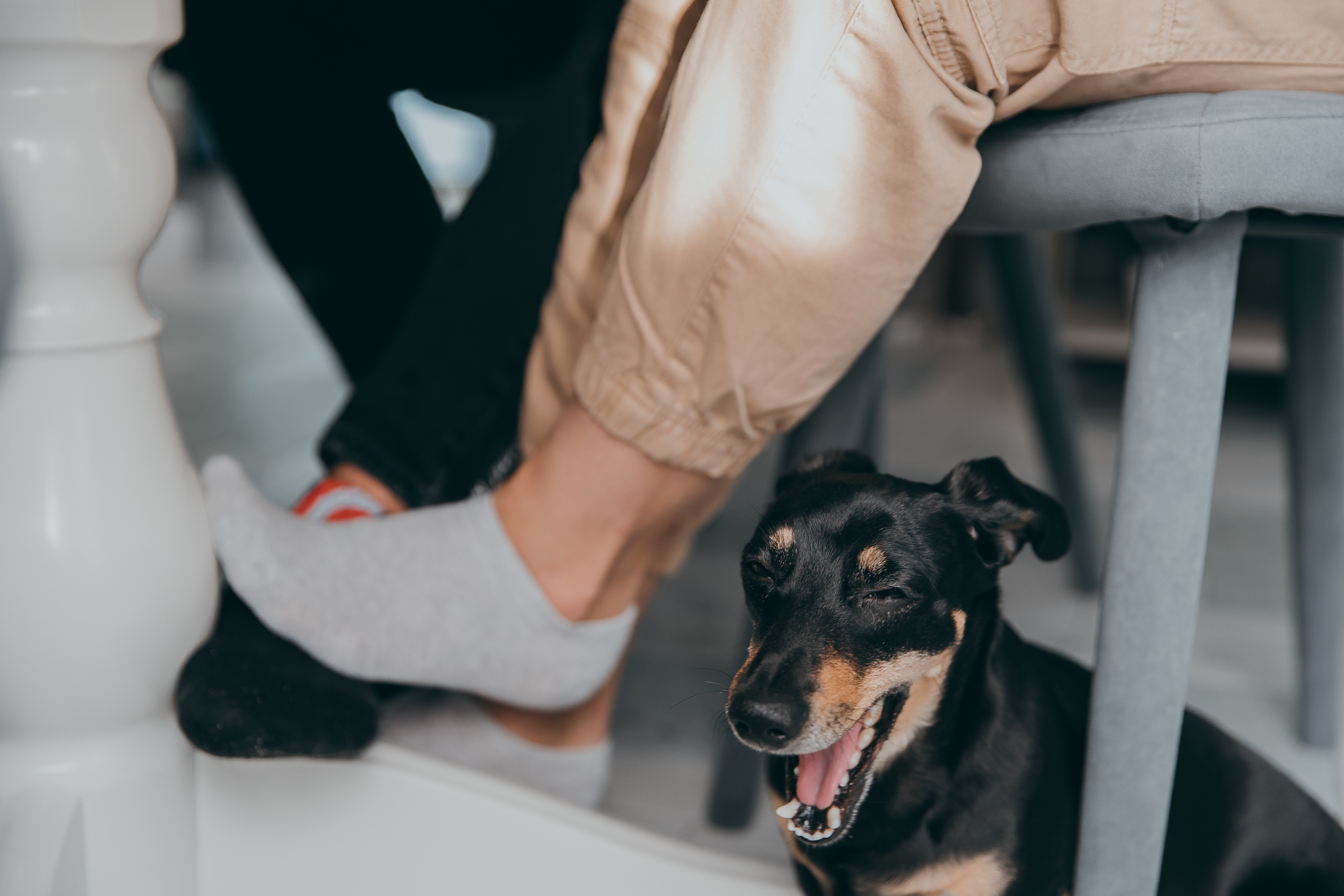 Анжелика & Артём. Дома. + 2 домашних любимца. Свадебный Фотограф Илья Чепайкин. Калининград