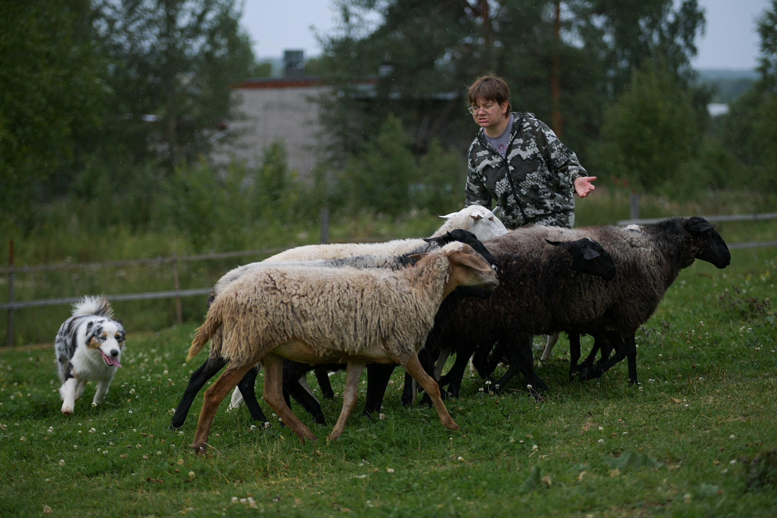 Пастьба собак. Творческий фотограф Вологда