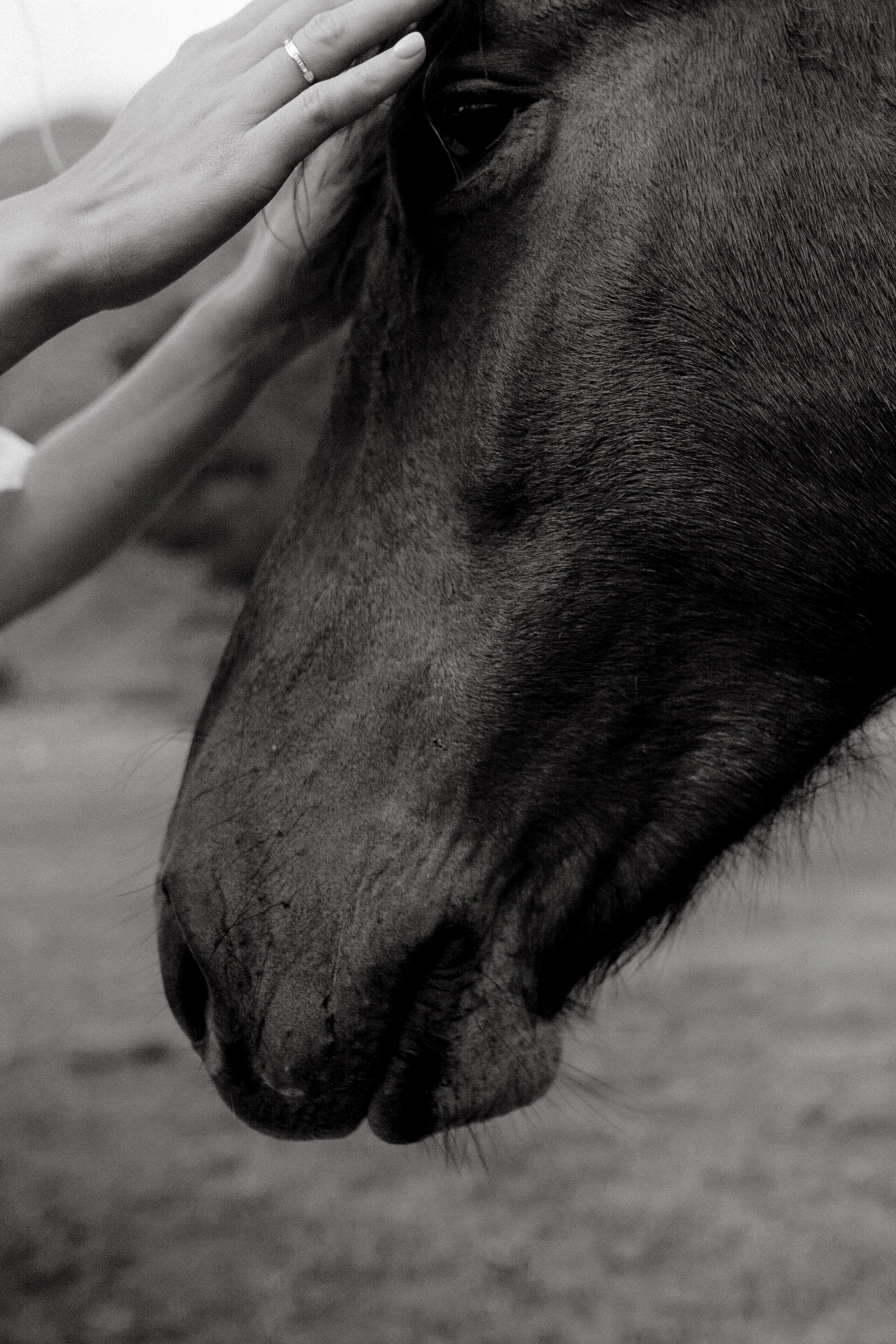 Nikita & Nastya. Wedding at Kazbeg. Свадебный фотограф Грузия Alex and Polly