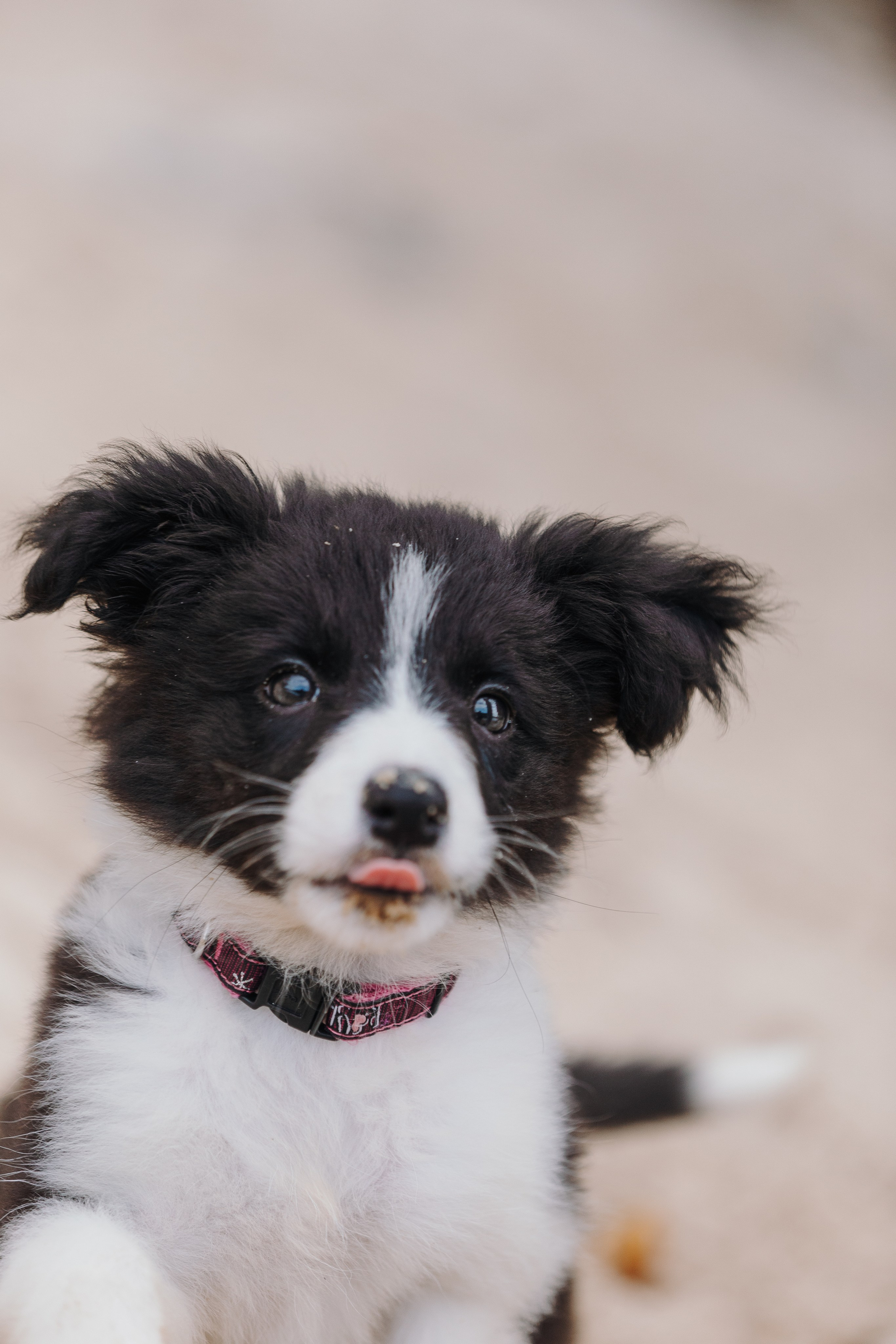 Краски холи. Фотограф анималист Кристина Карпова, Москва