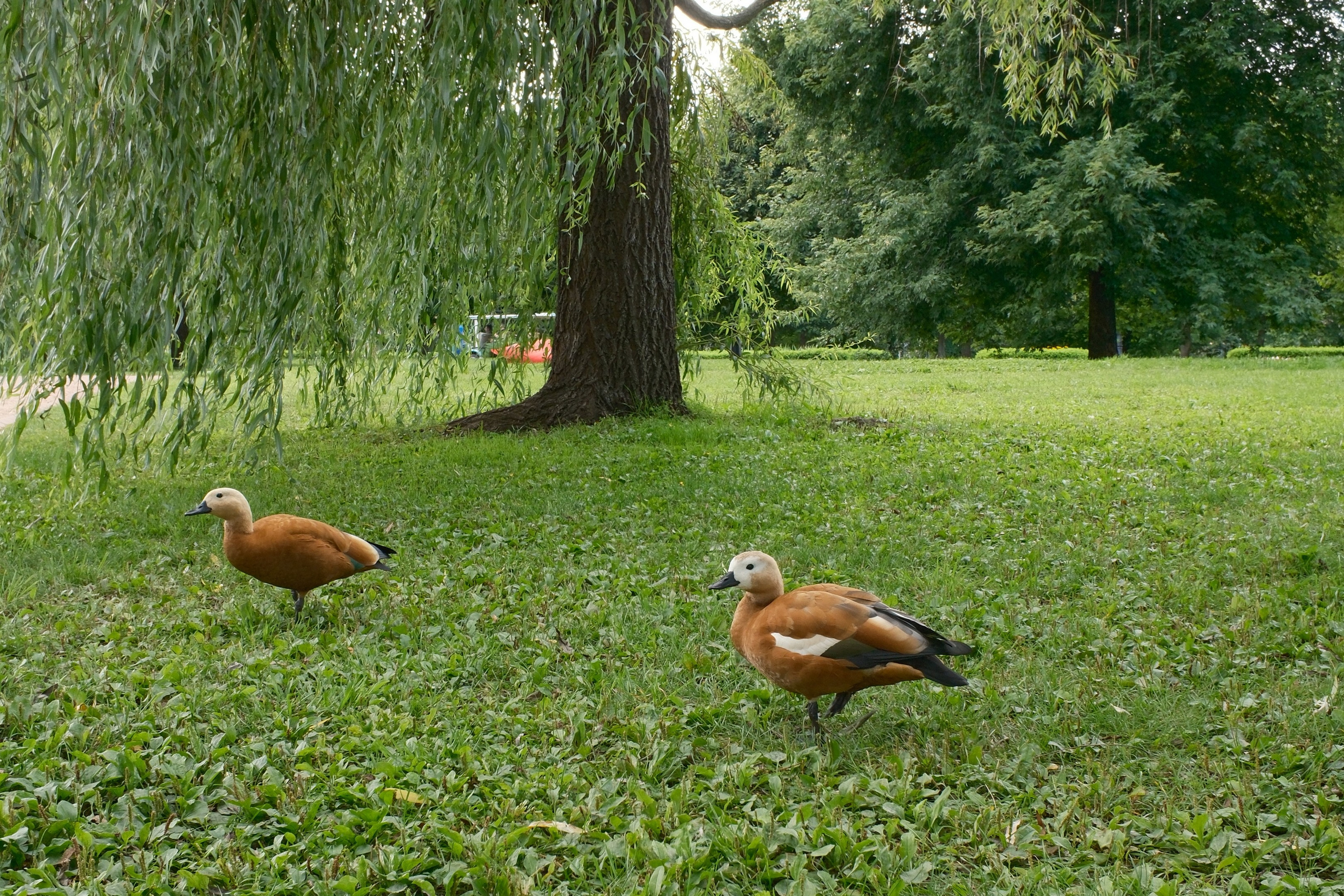 Царицыно 10.08.2025. Улица, люди, жизнь…