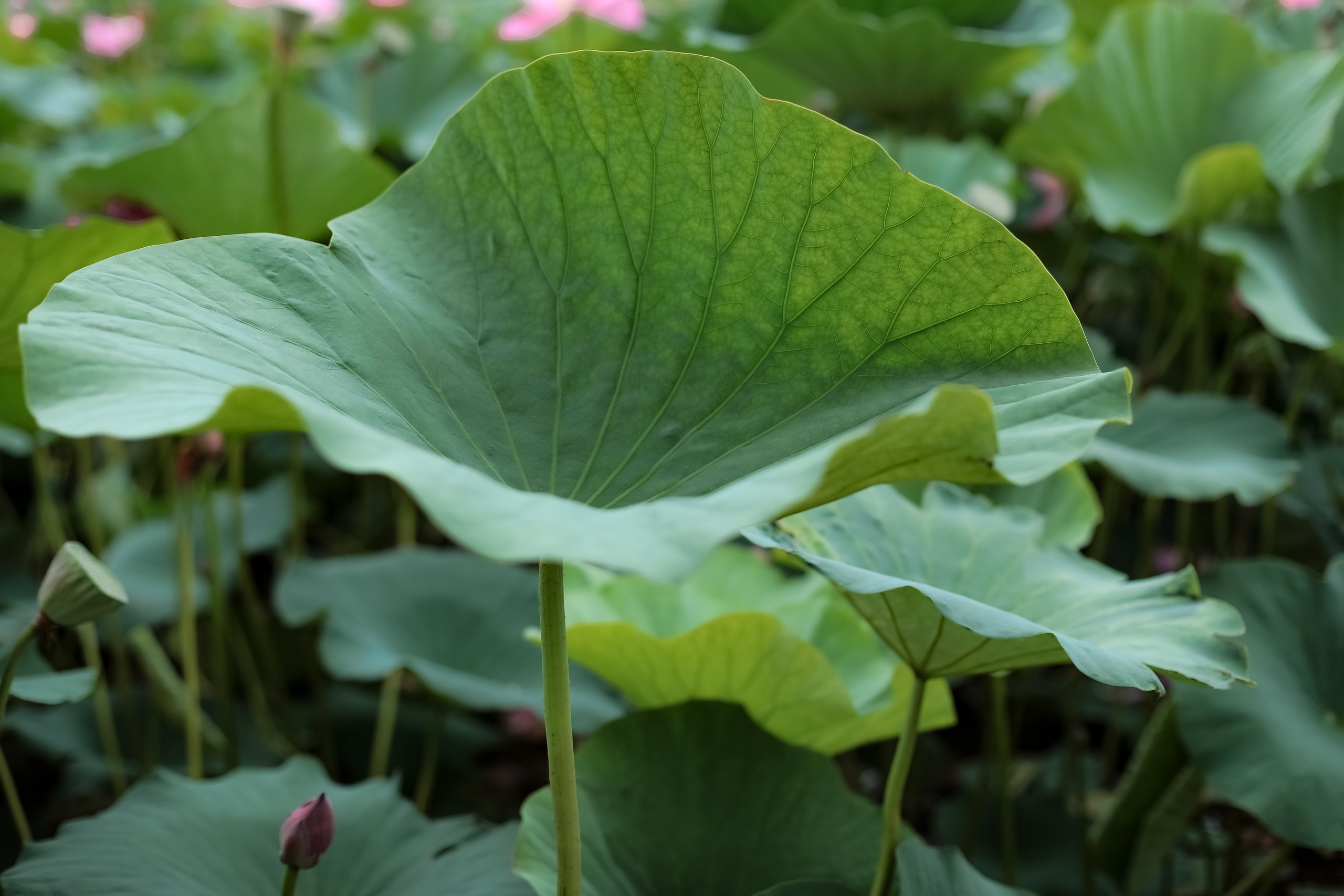 В лотосах. Фотограф г. Хабаровск. Семейные и индивидуальные съёмки