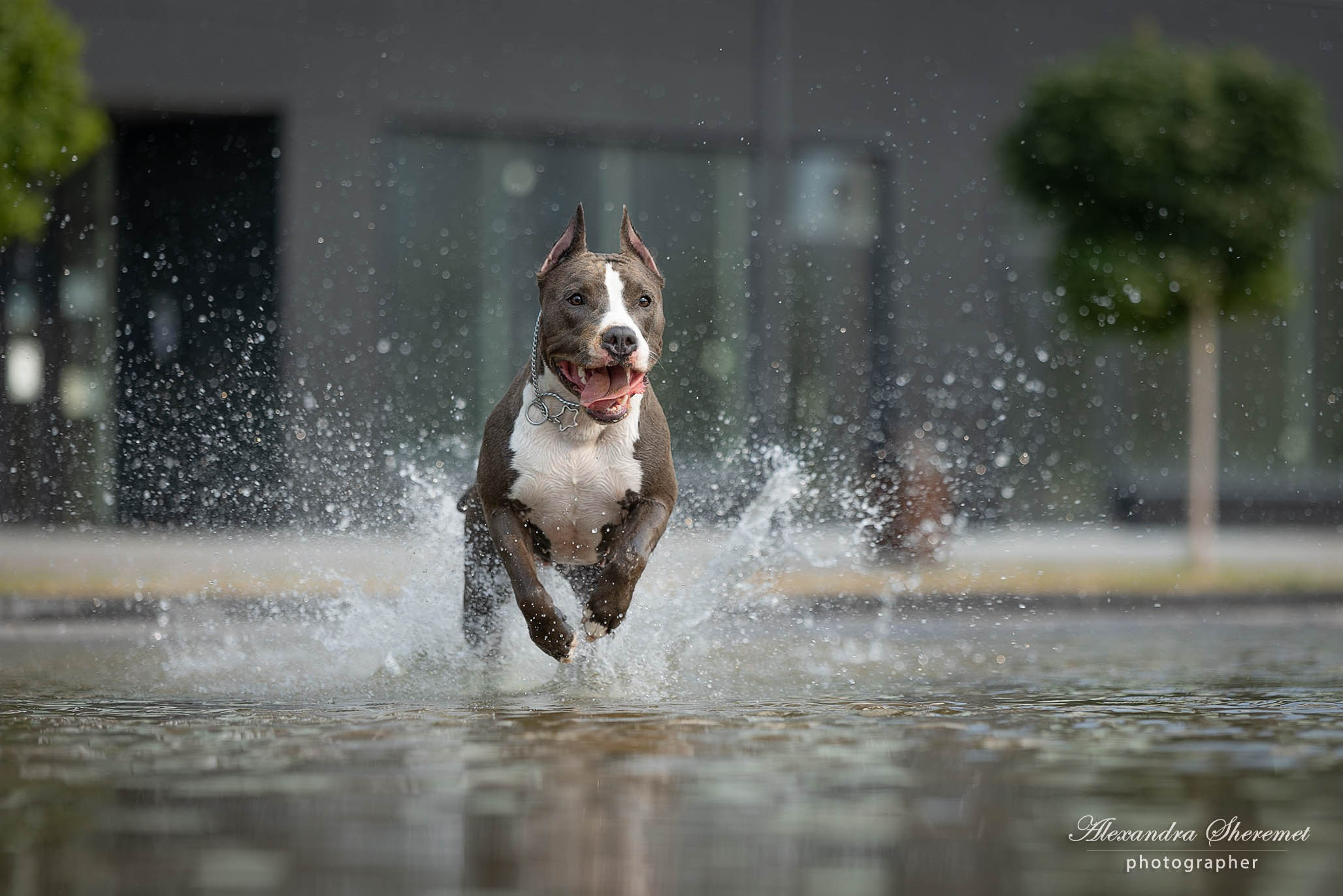 Шерри. Фотограф-анималист Александра Шеремет