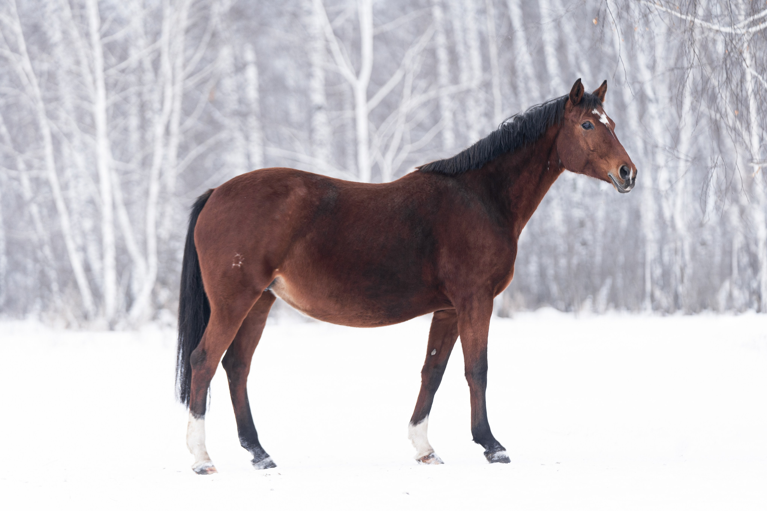 Сабина. Главная