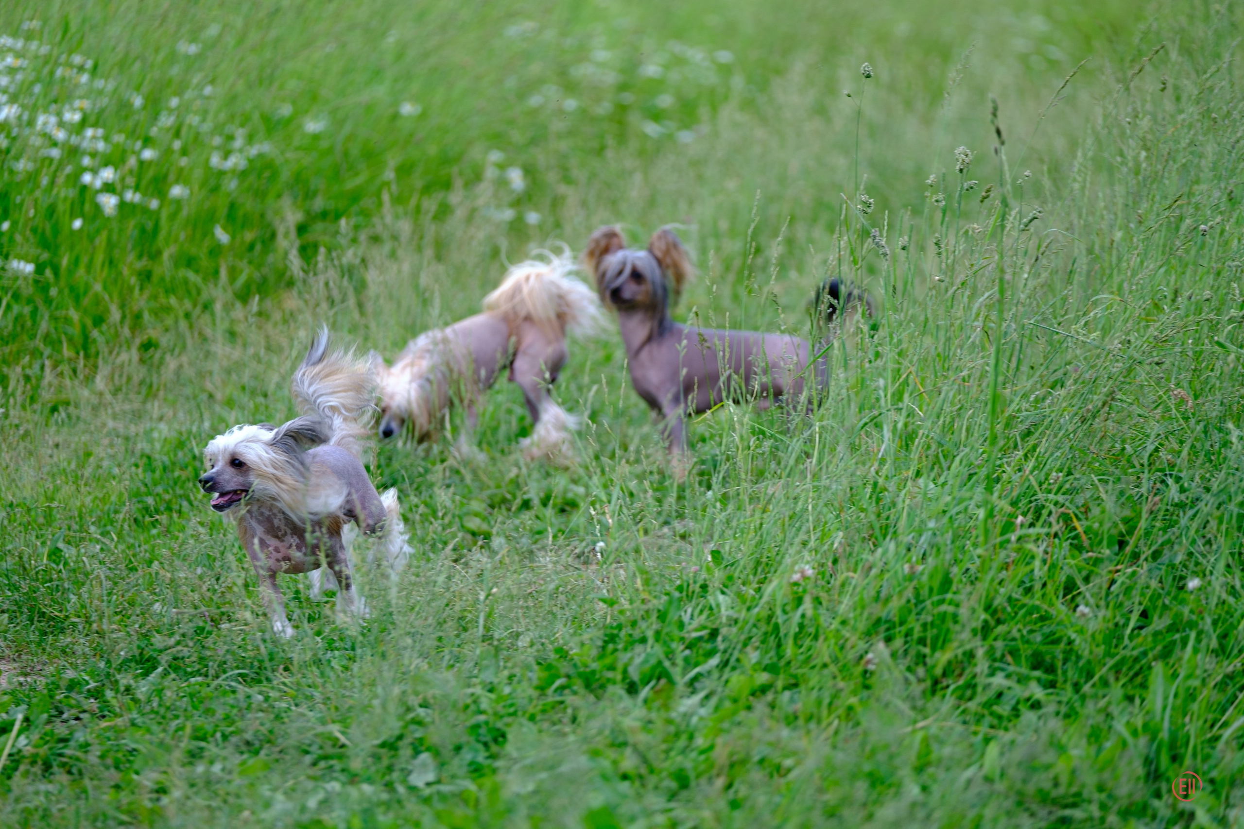 Вороново. Питомник китайских хохлатых собак Poale Ell: купить щенка