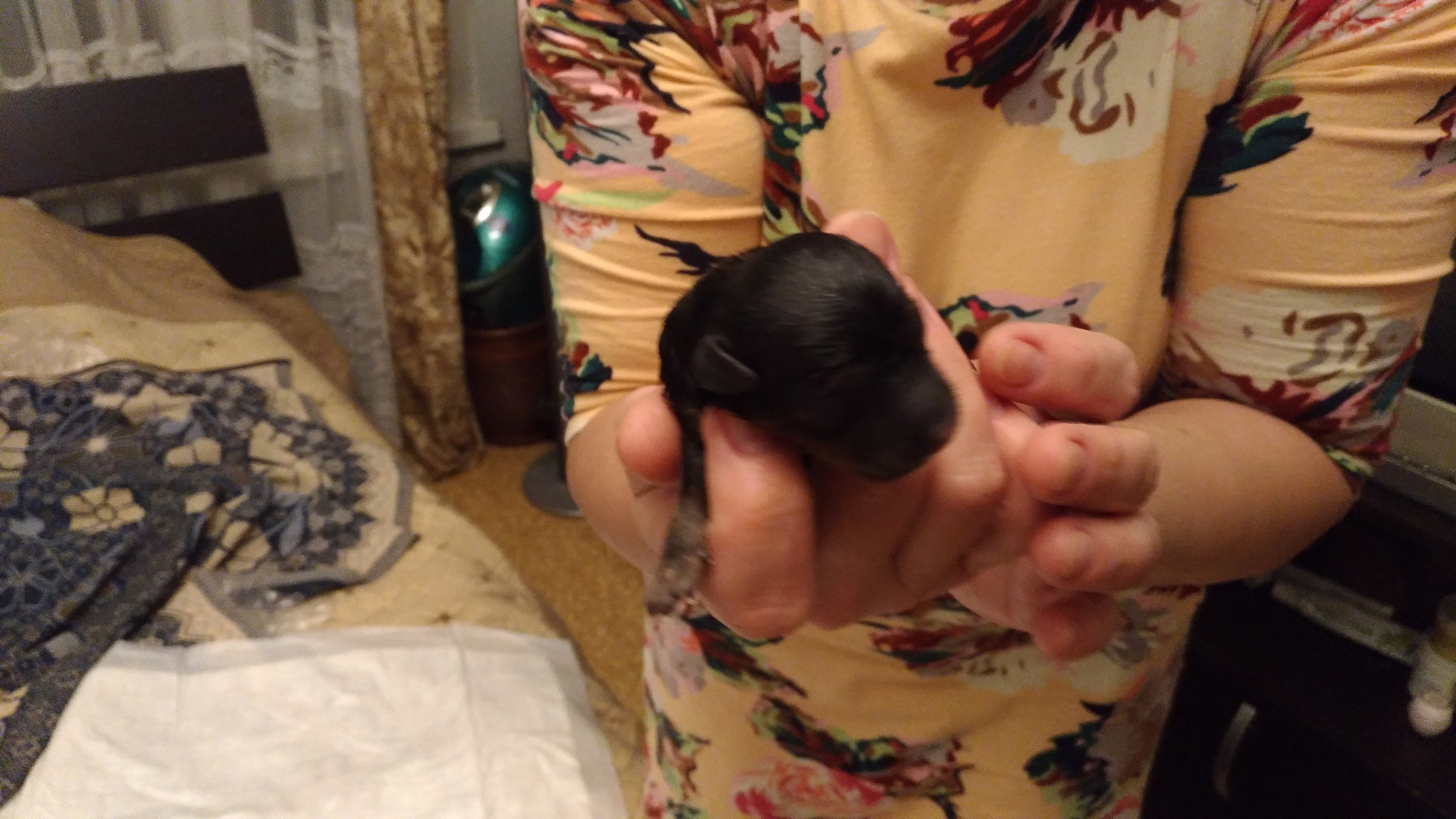 Litter B. Chinese Crested Dog Kennel Poale Ell