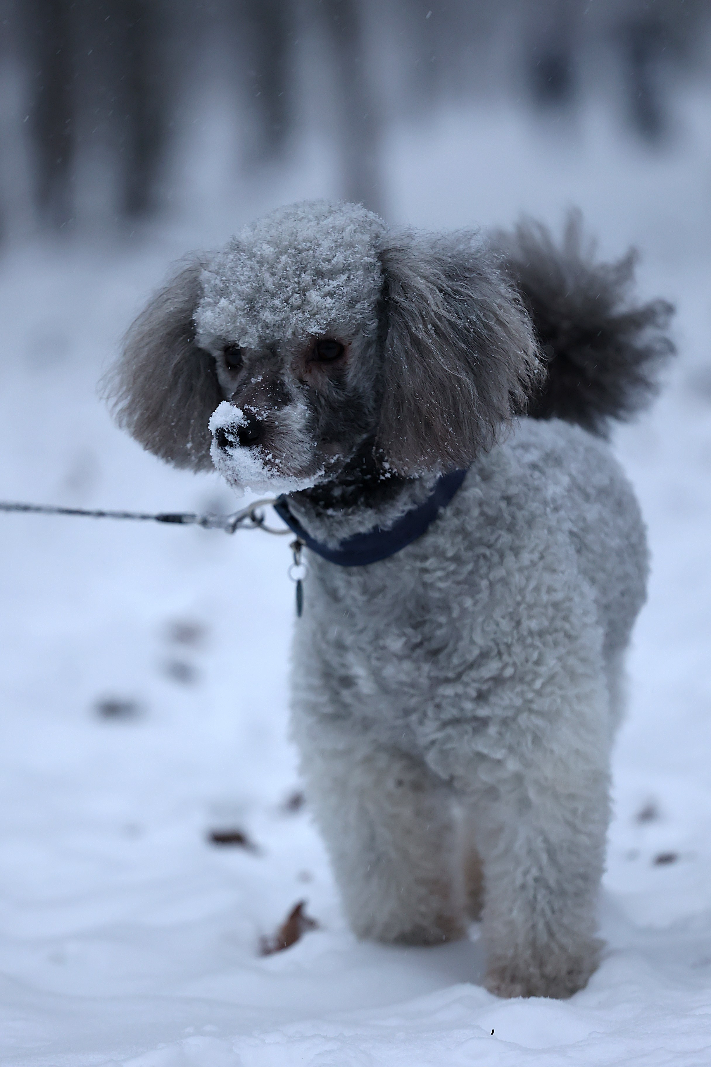 Анималистика