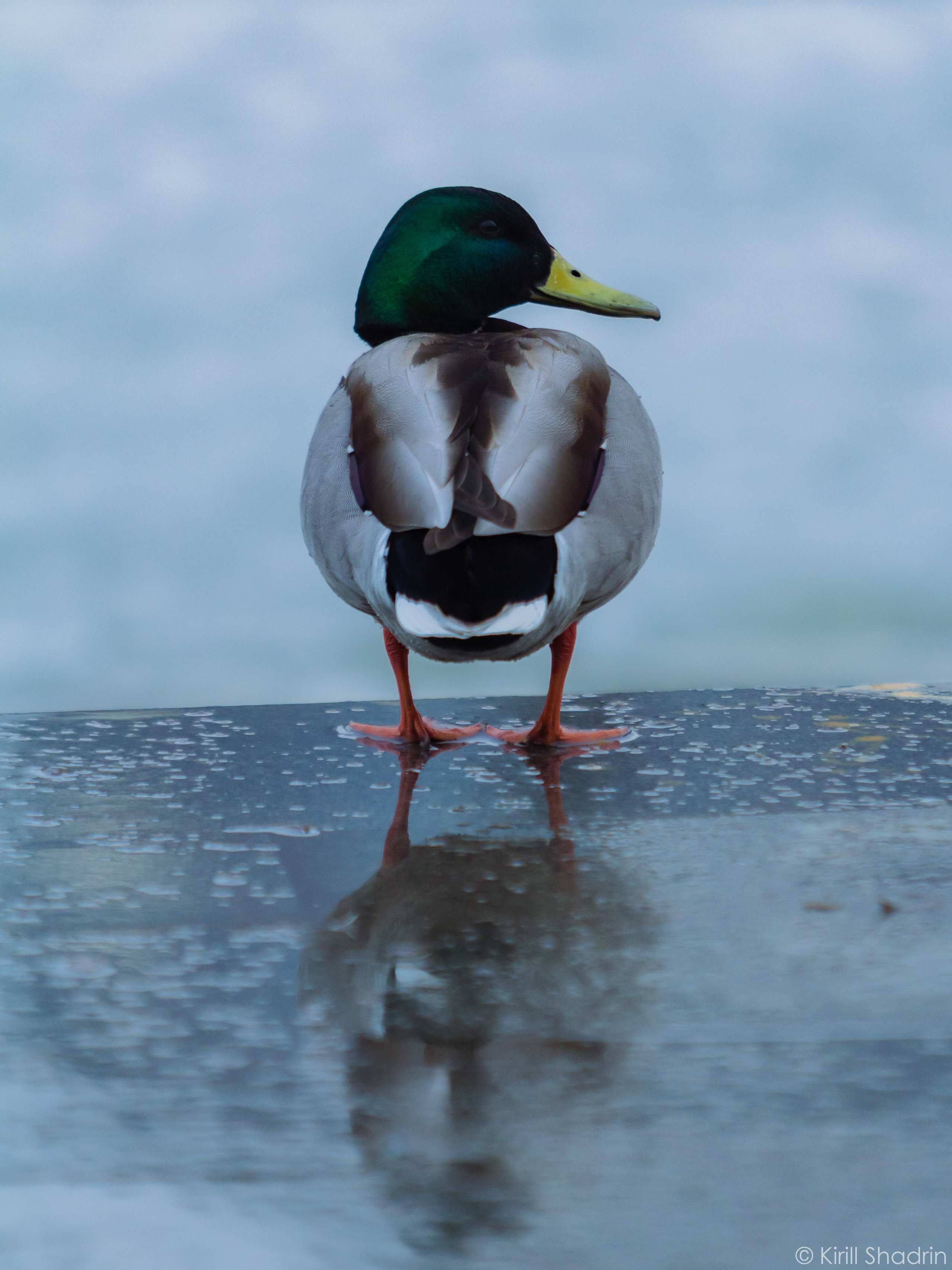 Фотограф — видеограф в Екатеринбурге Кирилл Шадрин
