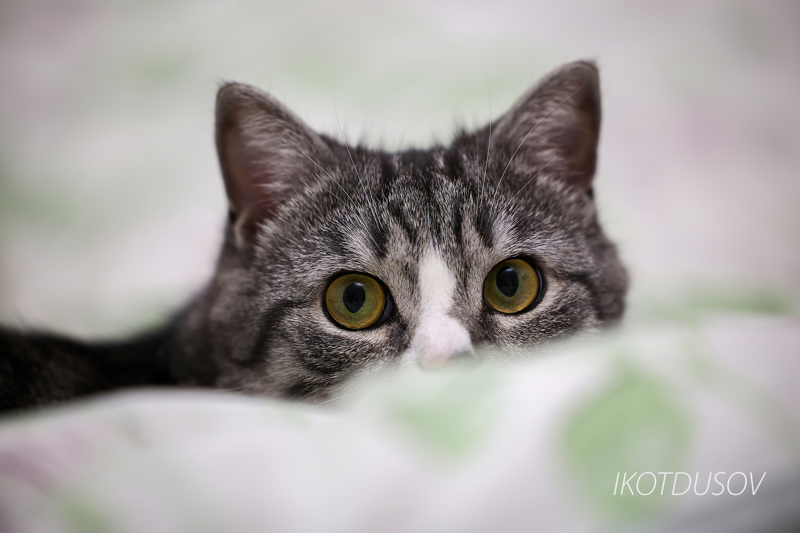 Животный мир. Ikotdusov