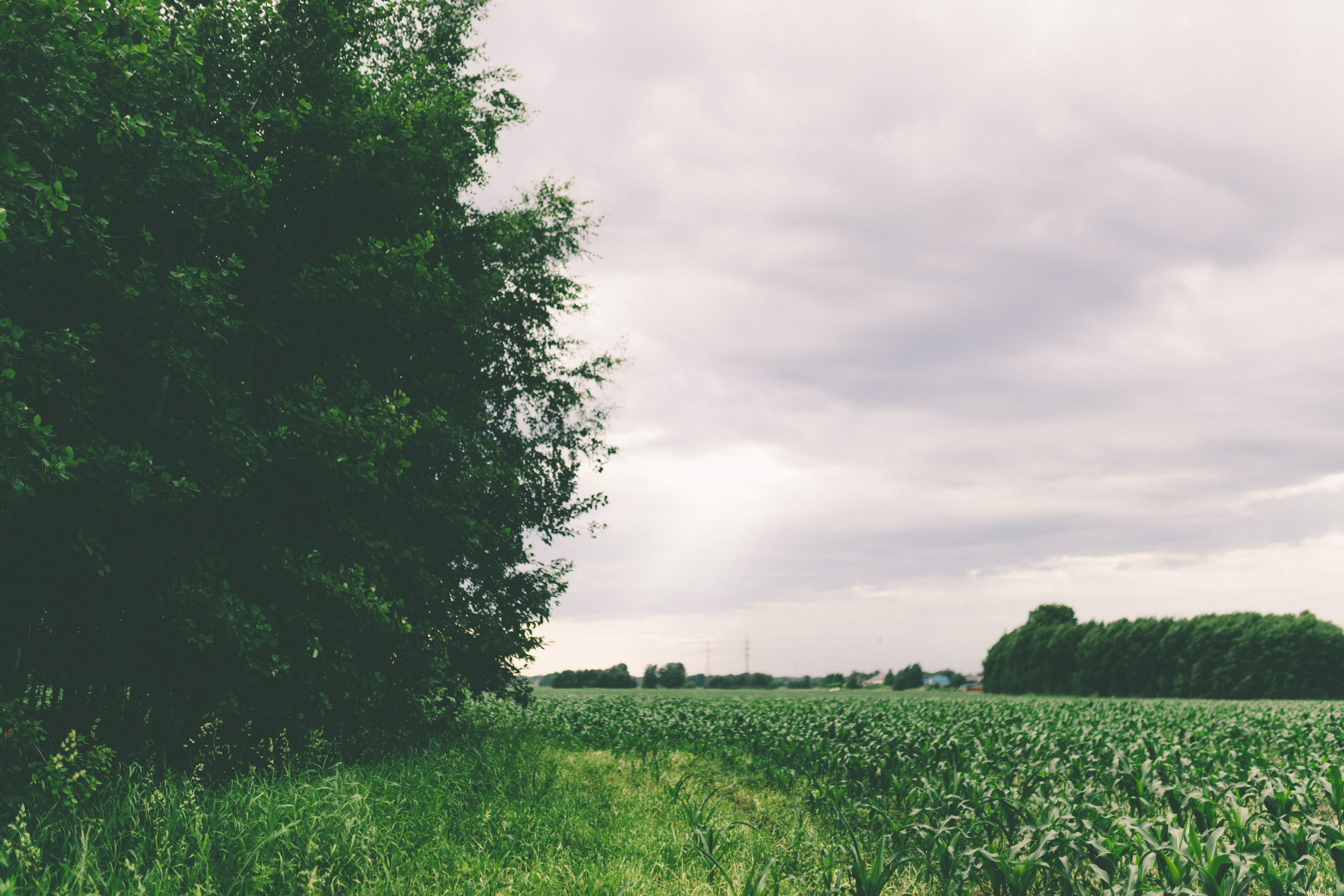 Дарья и Александр. Портретный фотограф в Новосибирске Дарья Герасько