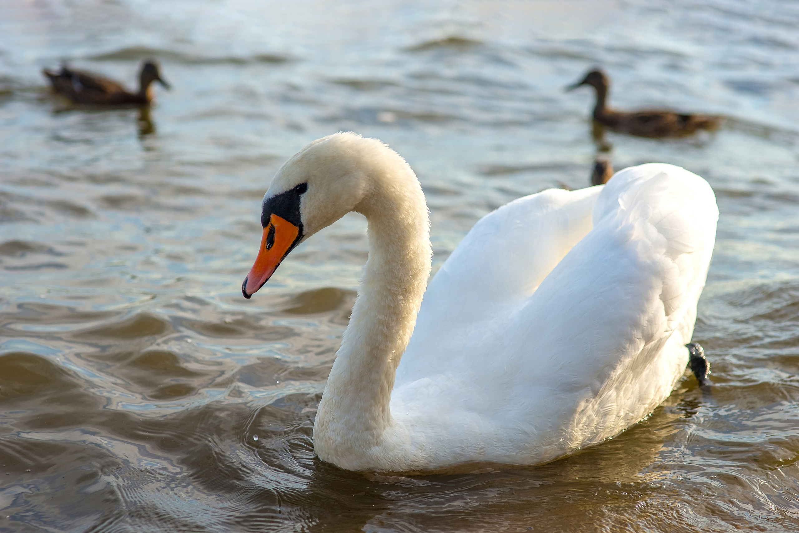 Озеро Нарочь. Белоруссия.