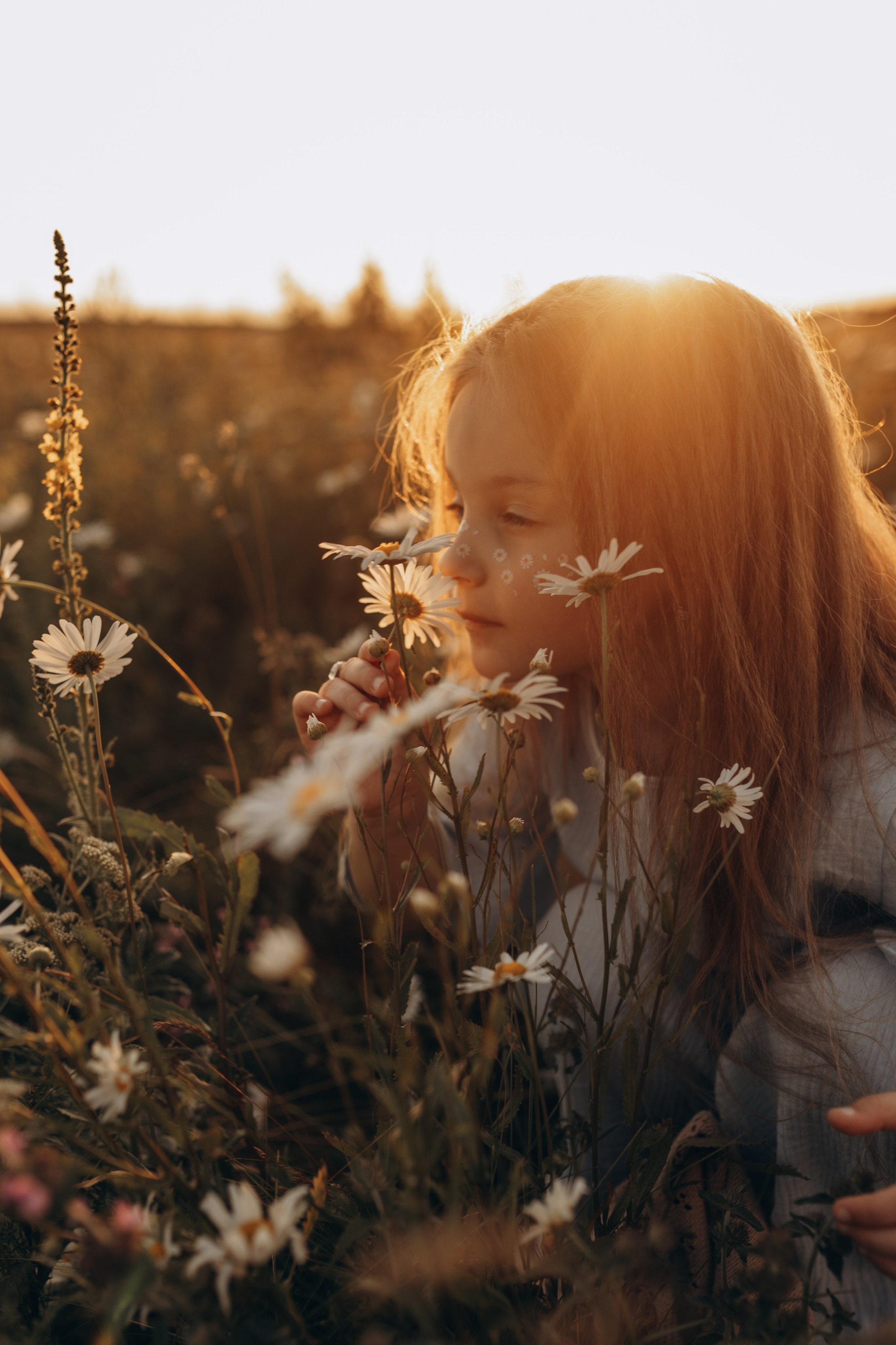 Закат на ромашковом поле. Фотограф в Ставрополе Svetlana Matveeva