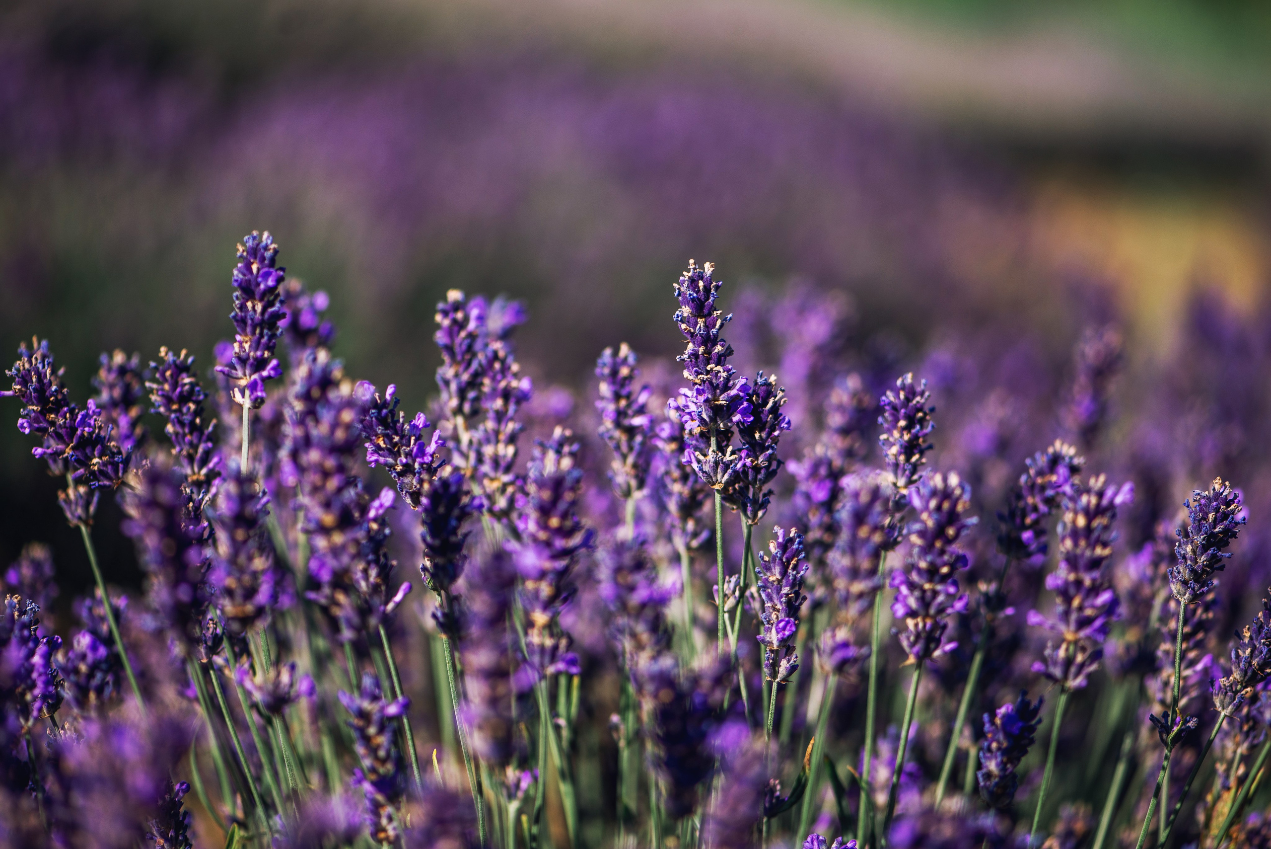 Лавандовые фотосессии. Фотограф Крым Мария Зацаринная