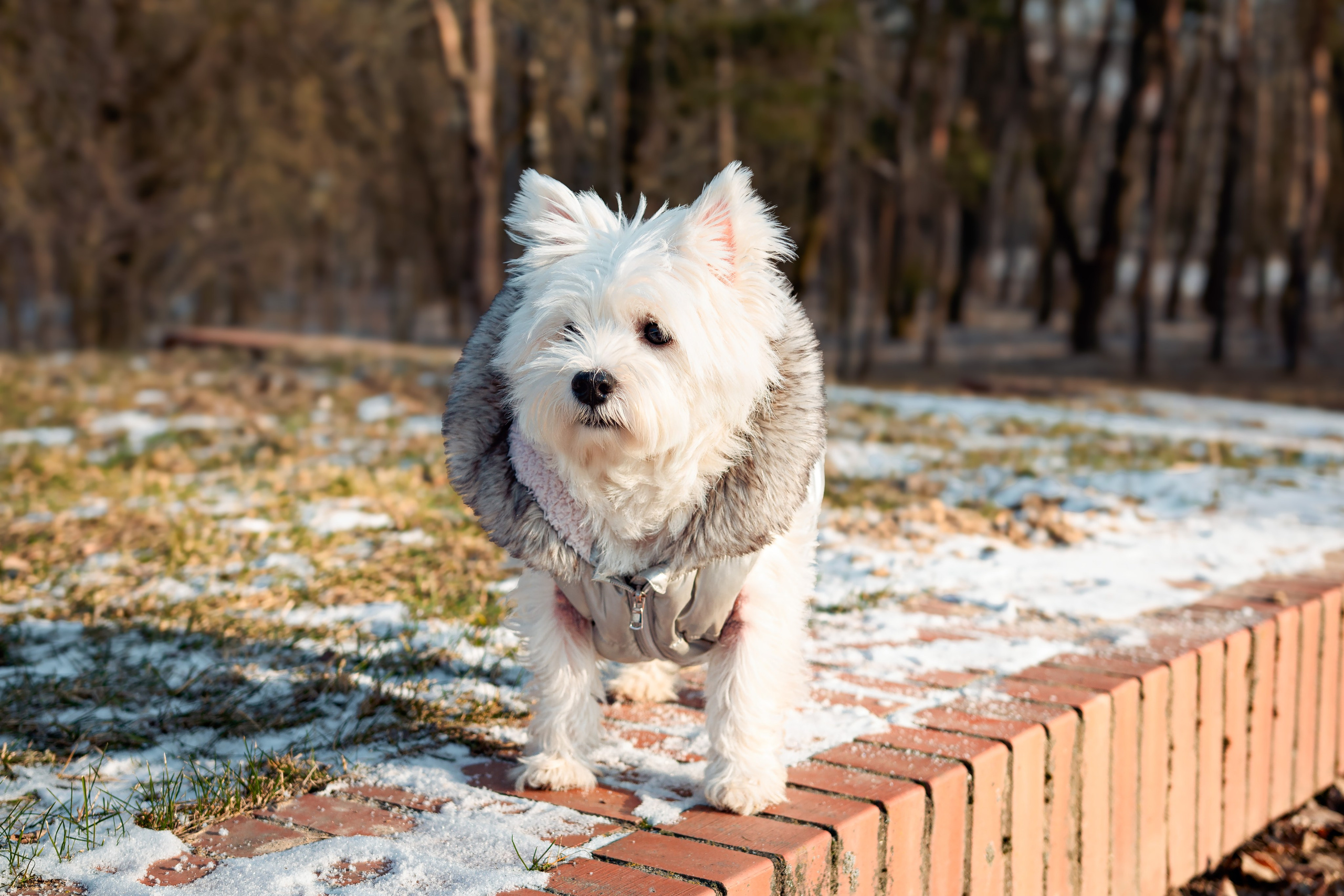 Фотосессия с щенком Минск
