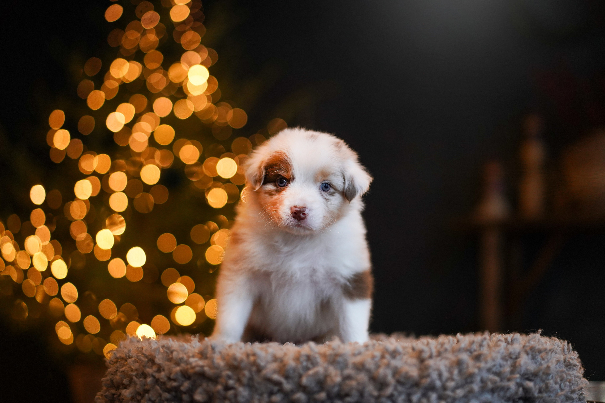 Щенки австралийской овчарки. Фотограф-анималист в Санкт-Петербурге Яна Мартынова
