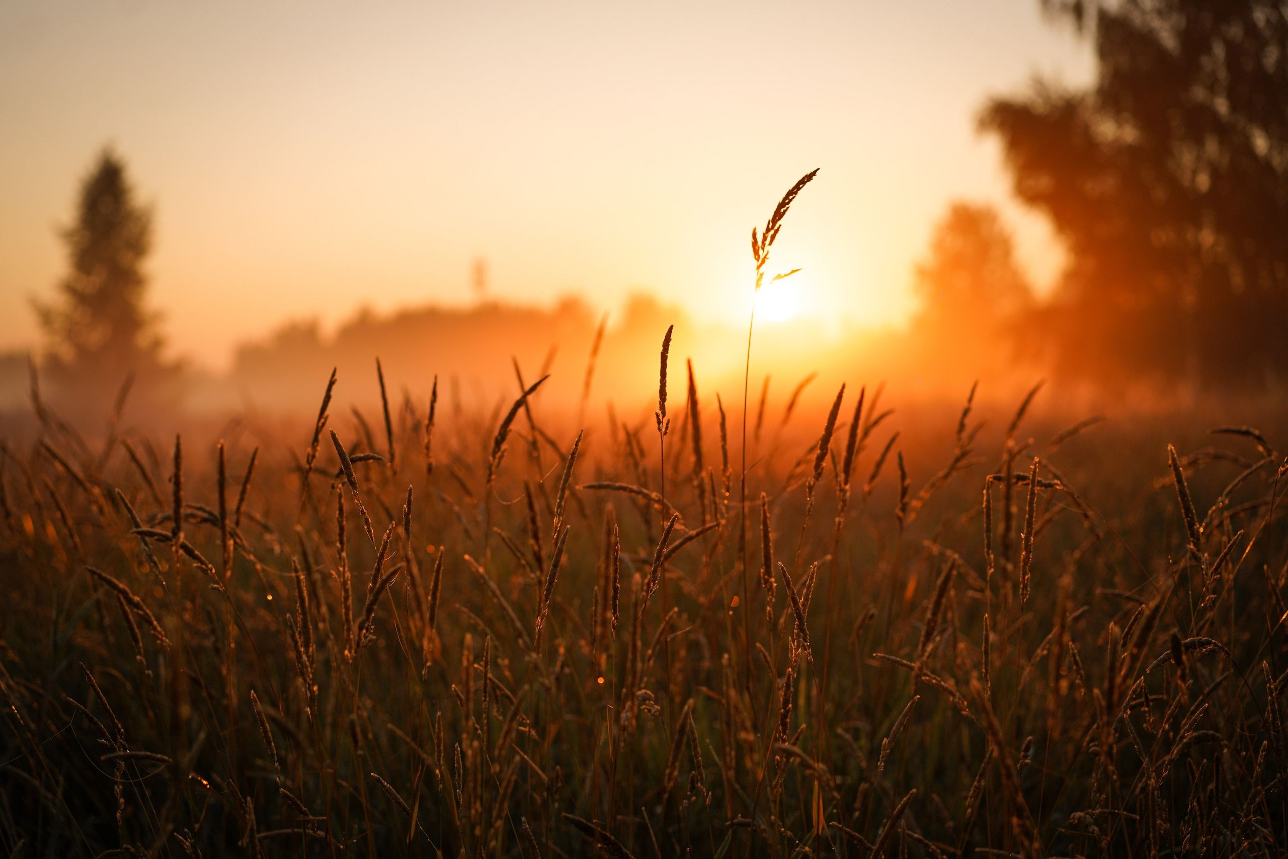 Алина и Лето. Фотограф-анималист в Санкт-Петербурге Яна Мартынова