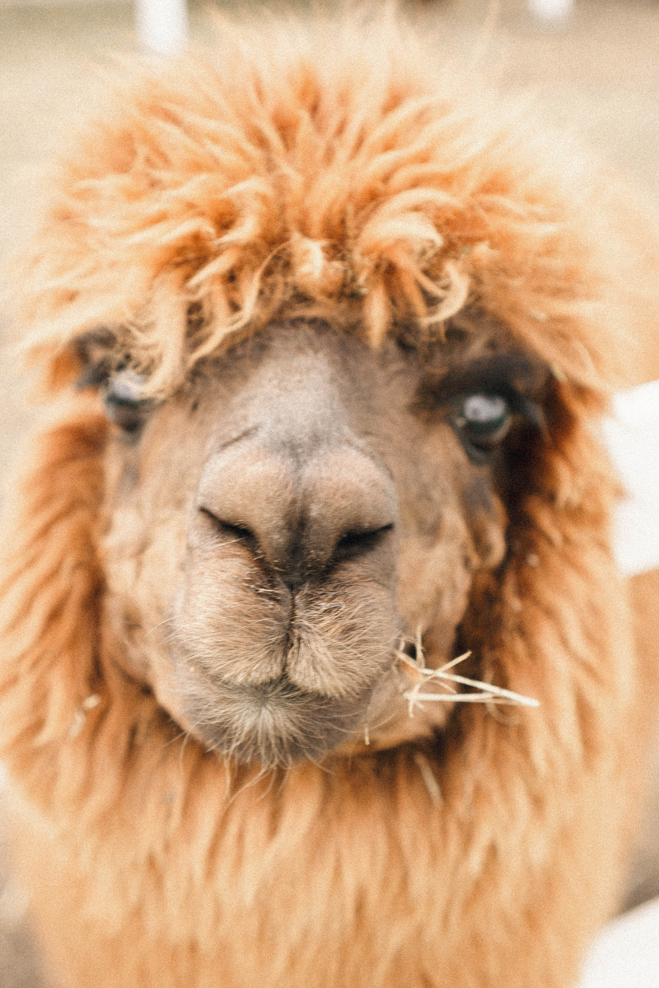 Ферма Альпак. Профессиональный фотограф, Санкт-Петербург — Виктория Богомолова