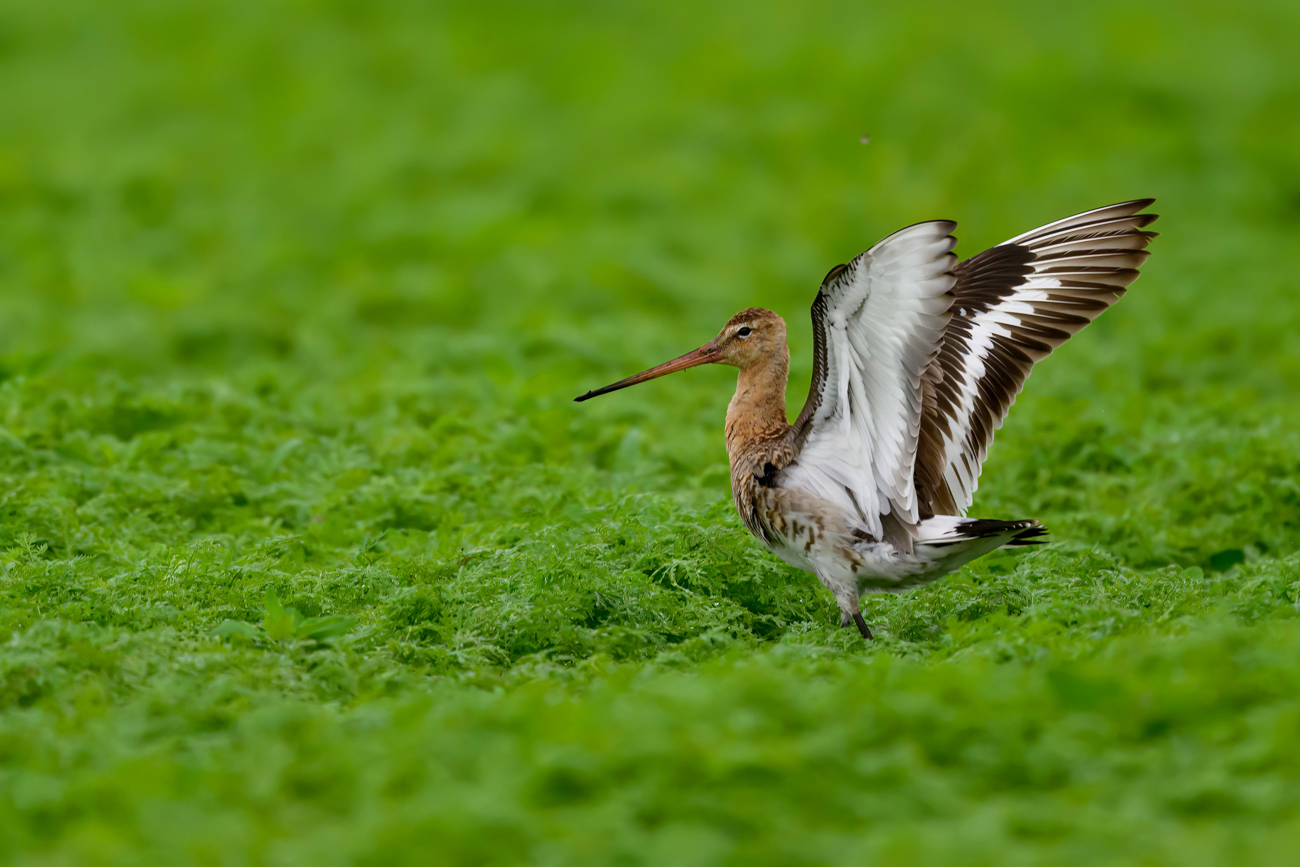 Веретенник. Фотограф Сергей Пупонин