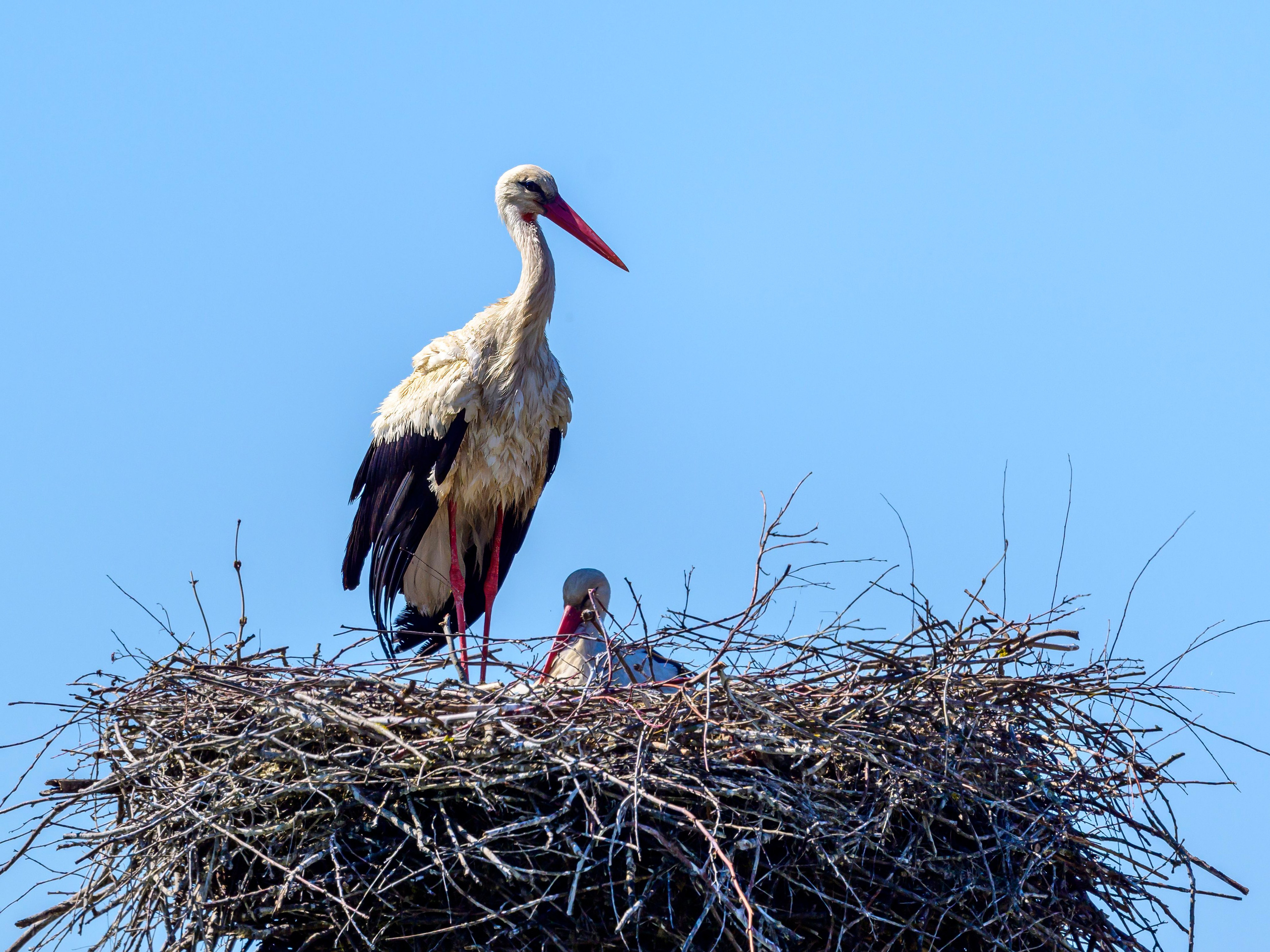 Норка и водоплавь. Фотограф Сергей Пупонин