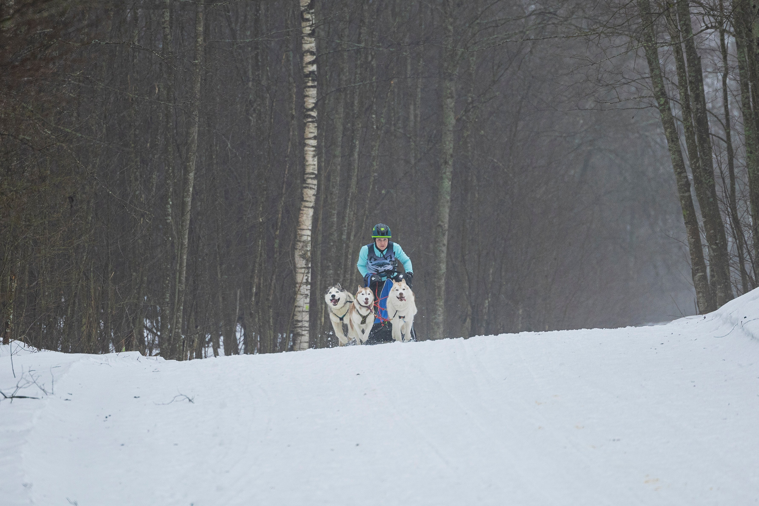 Зимний Чемпионат Санкт-Петербурга по ездовому спорту. Фотограф-анималист Анна Маринич