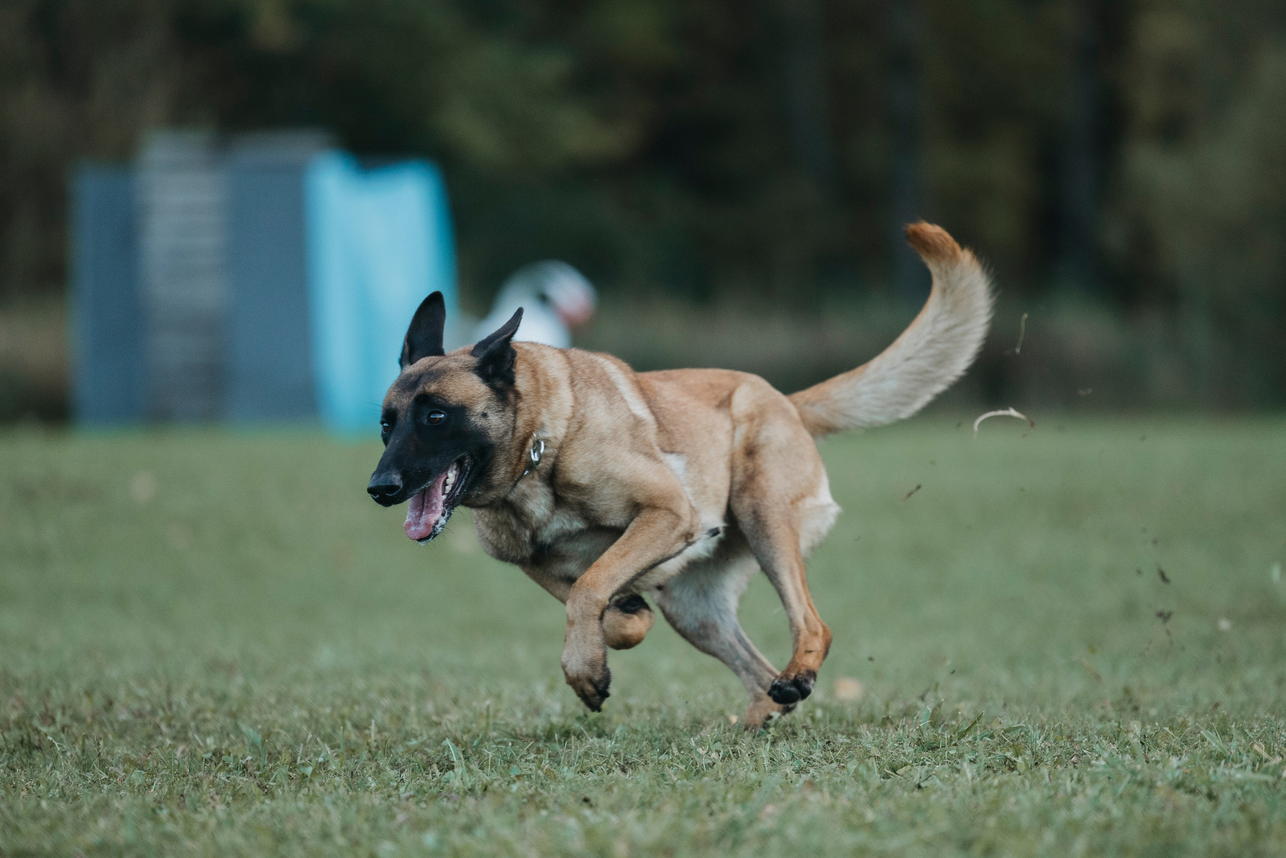 Испытания по мондьорингу г. Пушкин 29.09.2024. Фотограф-анималист Анна Маринич