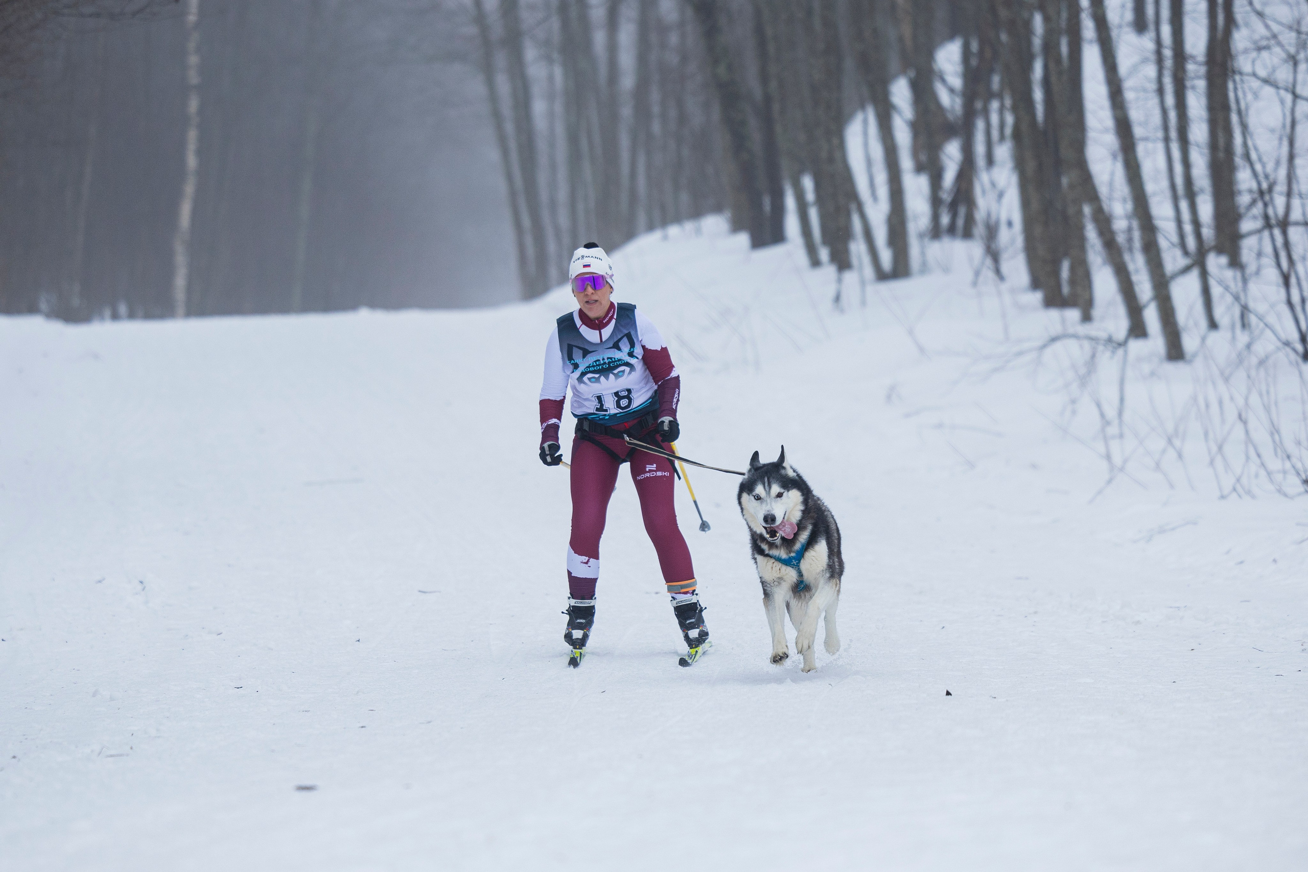 Зимний Чемпионат Санкт-Петербурга по ездовому спорту. Фотограф-анималист Анна Маринич