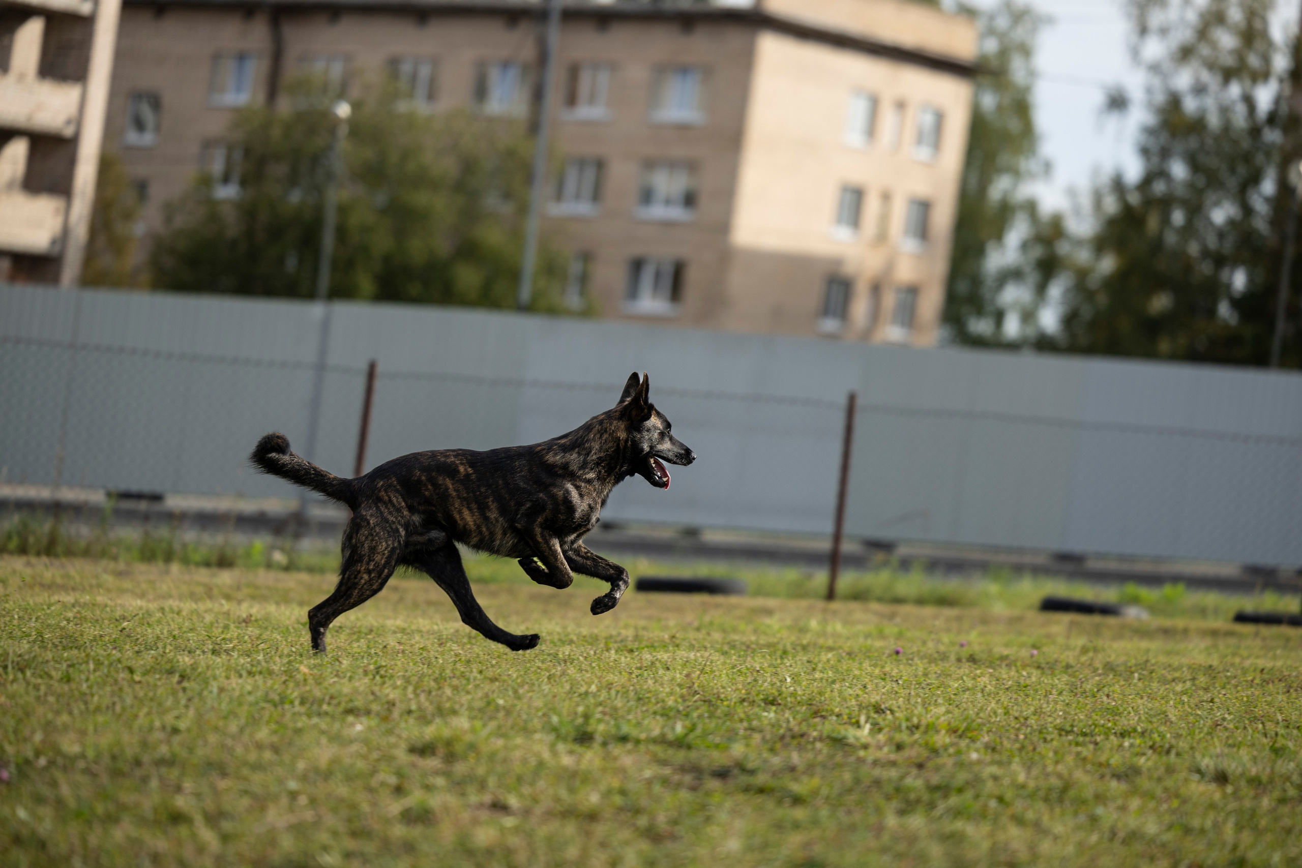 Испытания по Мондьорингу г. Пушкин. Фотограф-анималист Анна Маринич