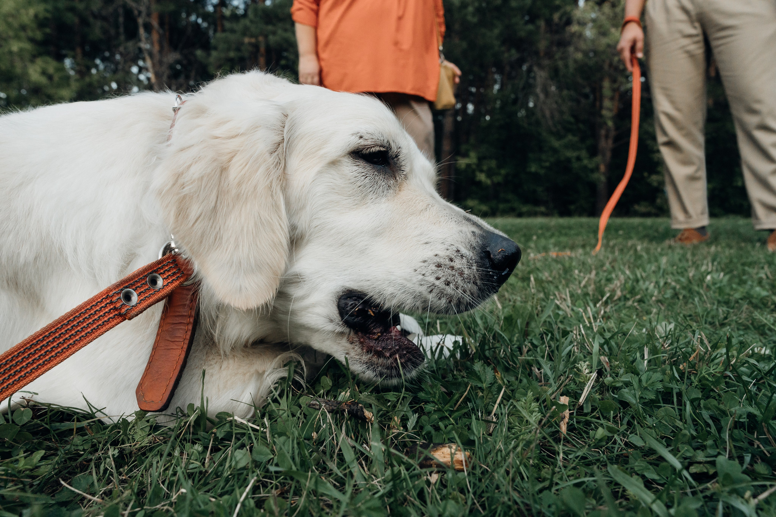 Светлана и Джесси. Фотограф и видеограф в Тюмени Екатерина Чернецкая