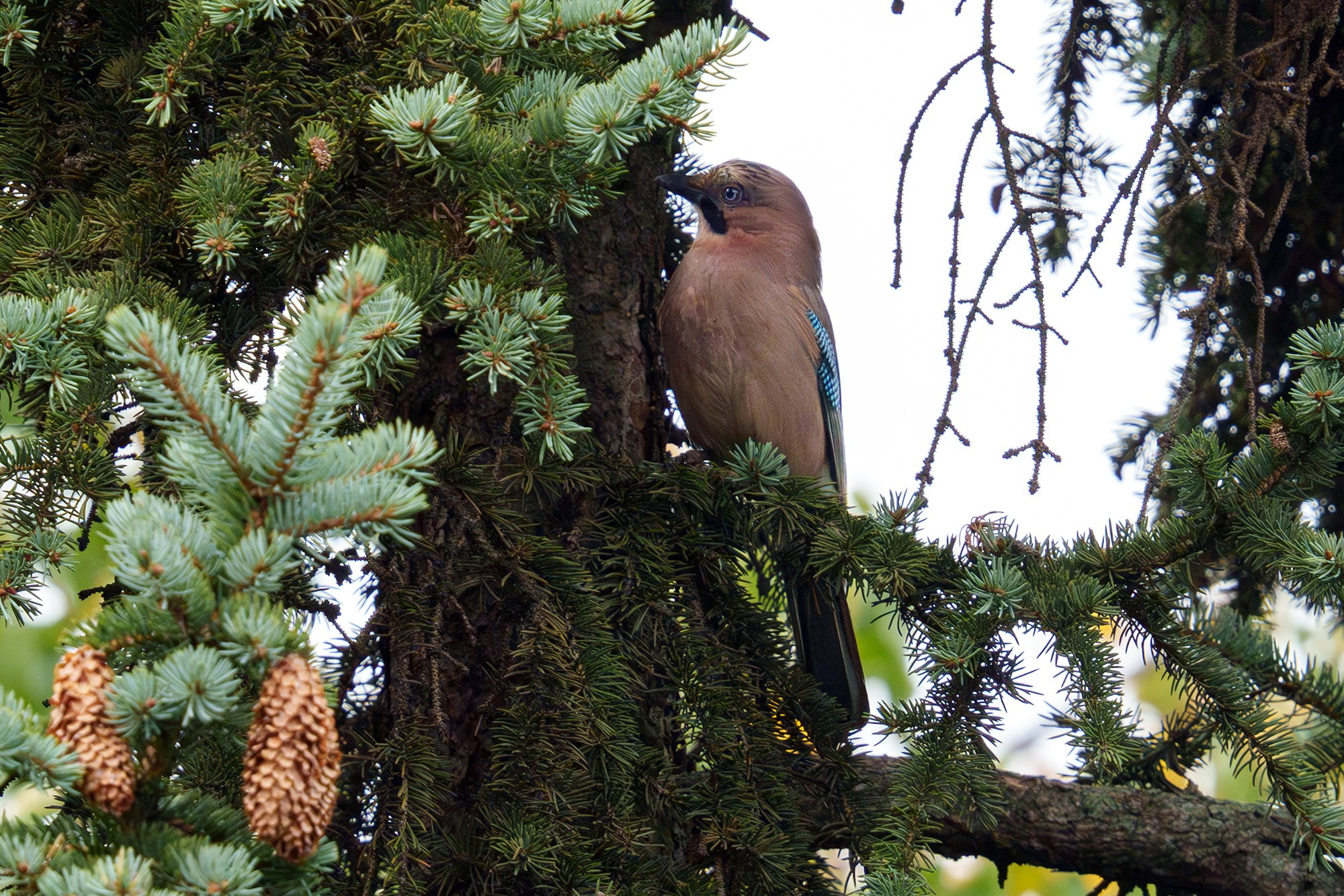 Удивительные мир птиц. Вокруг нас столько прекрасного — присмотритесь!. Ваш личный фотограф Марина Волкова
