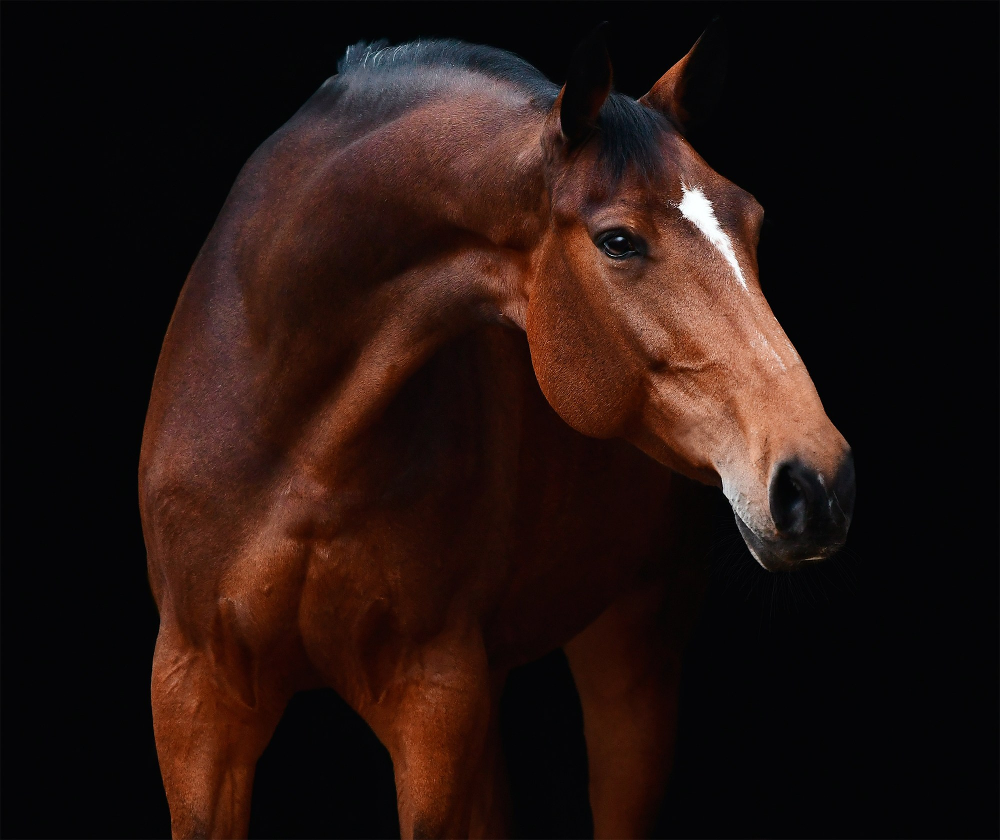 Черный фон. Конный фотограф Alesya Safe