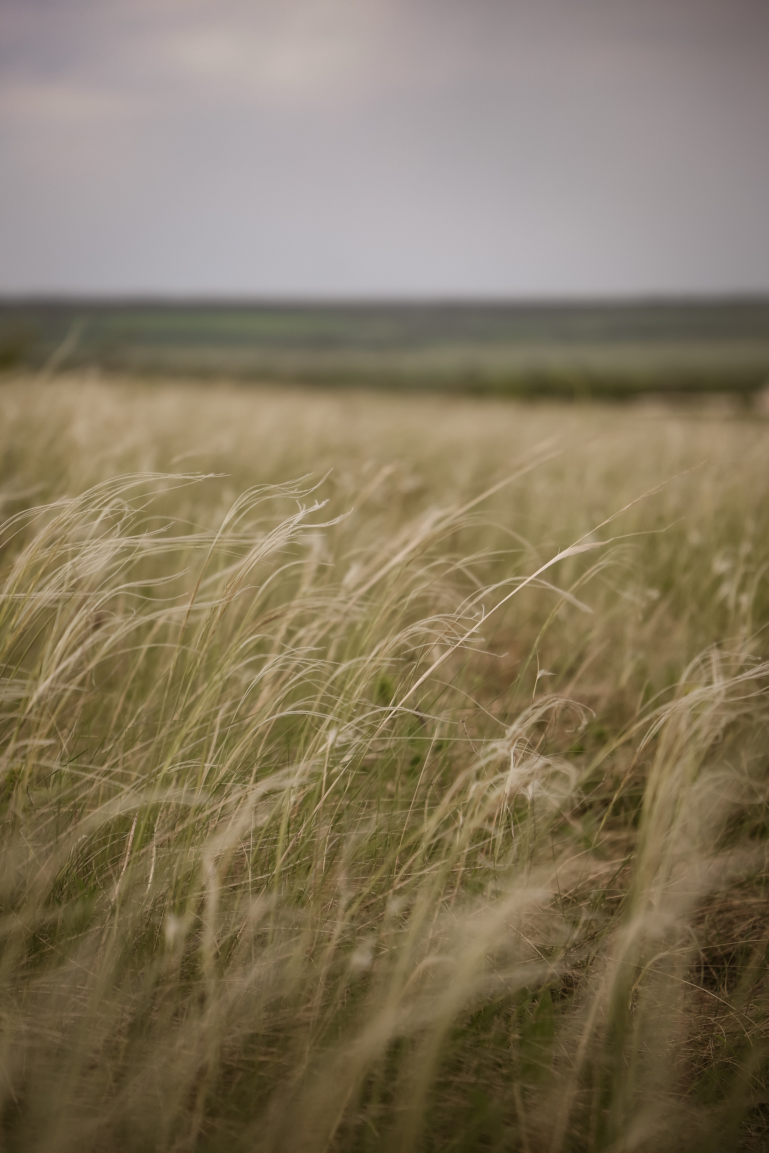 Дон. Фотограф Алексей Шуля — портфолио