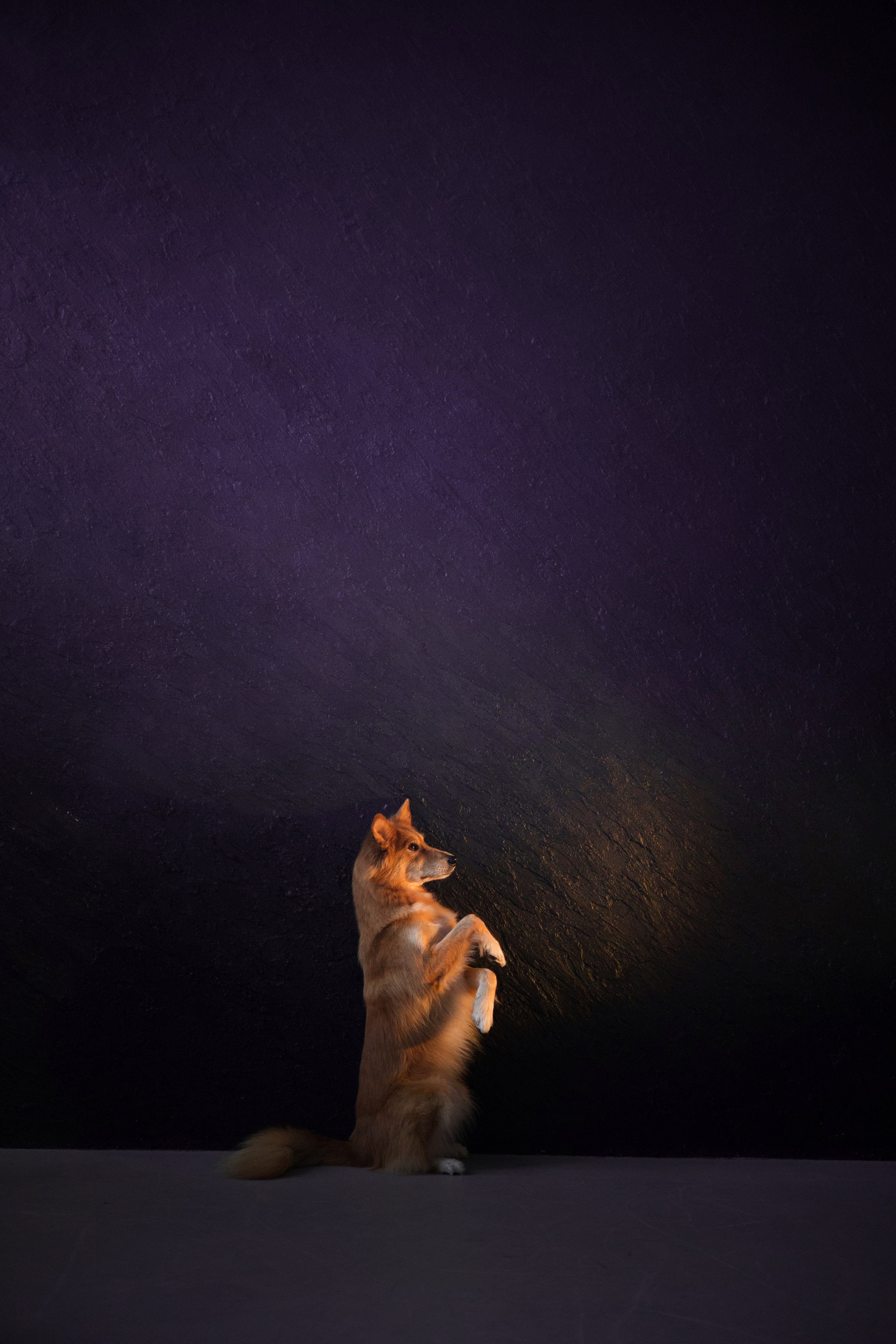 Портфолио. Фотограф-анималист в Екатеринбурге Марина Шишкина