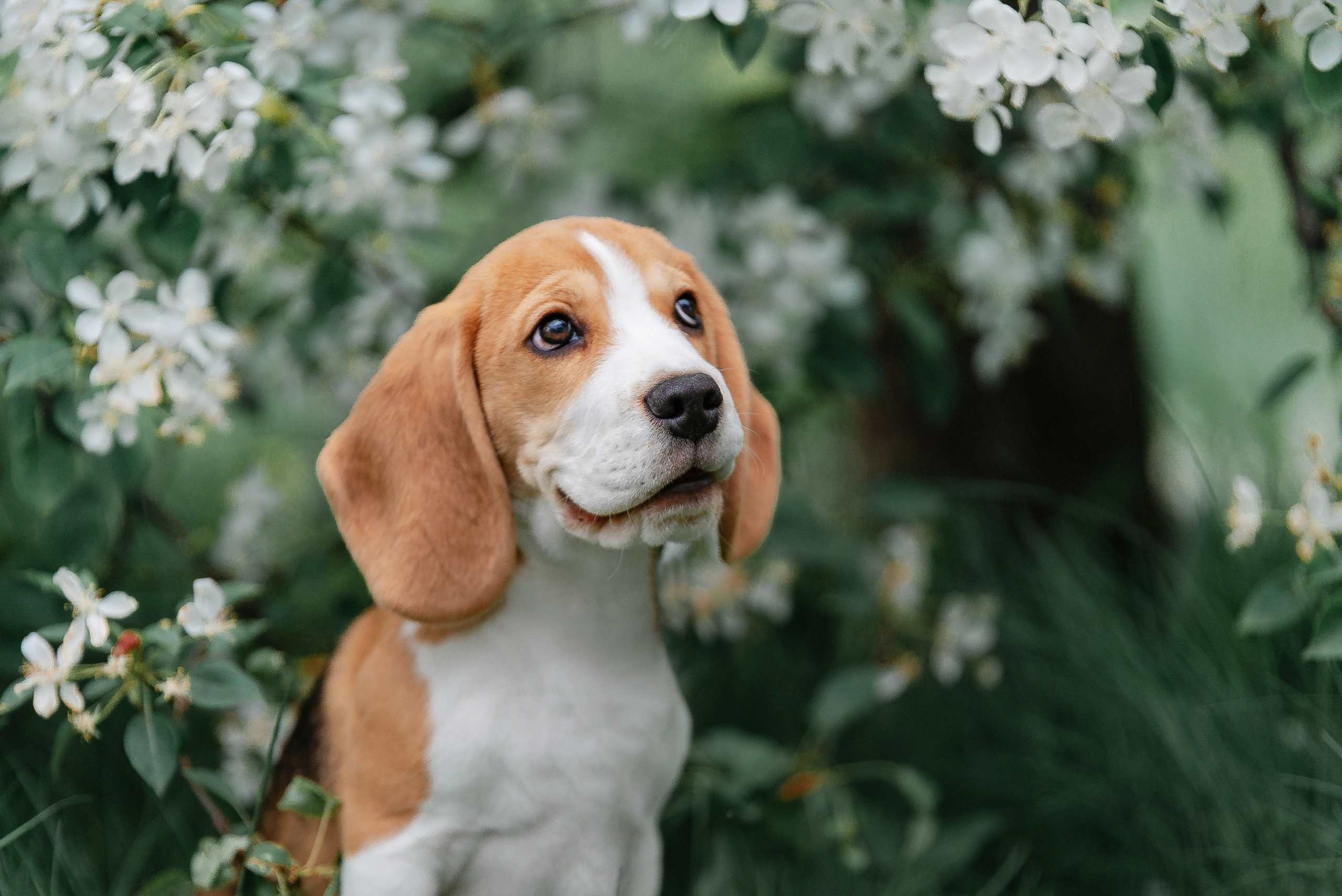 Настя и Баритон. Фотограф-анималист Анастасия Парфенова|Екатеринбург