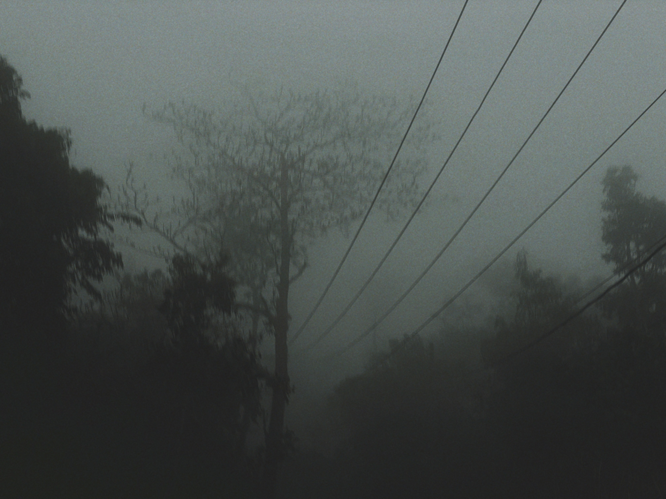 Виолетта Скрипка