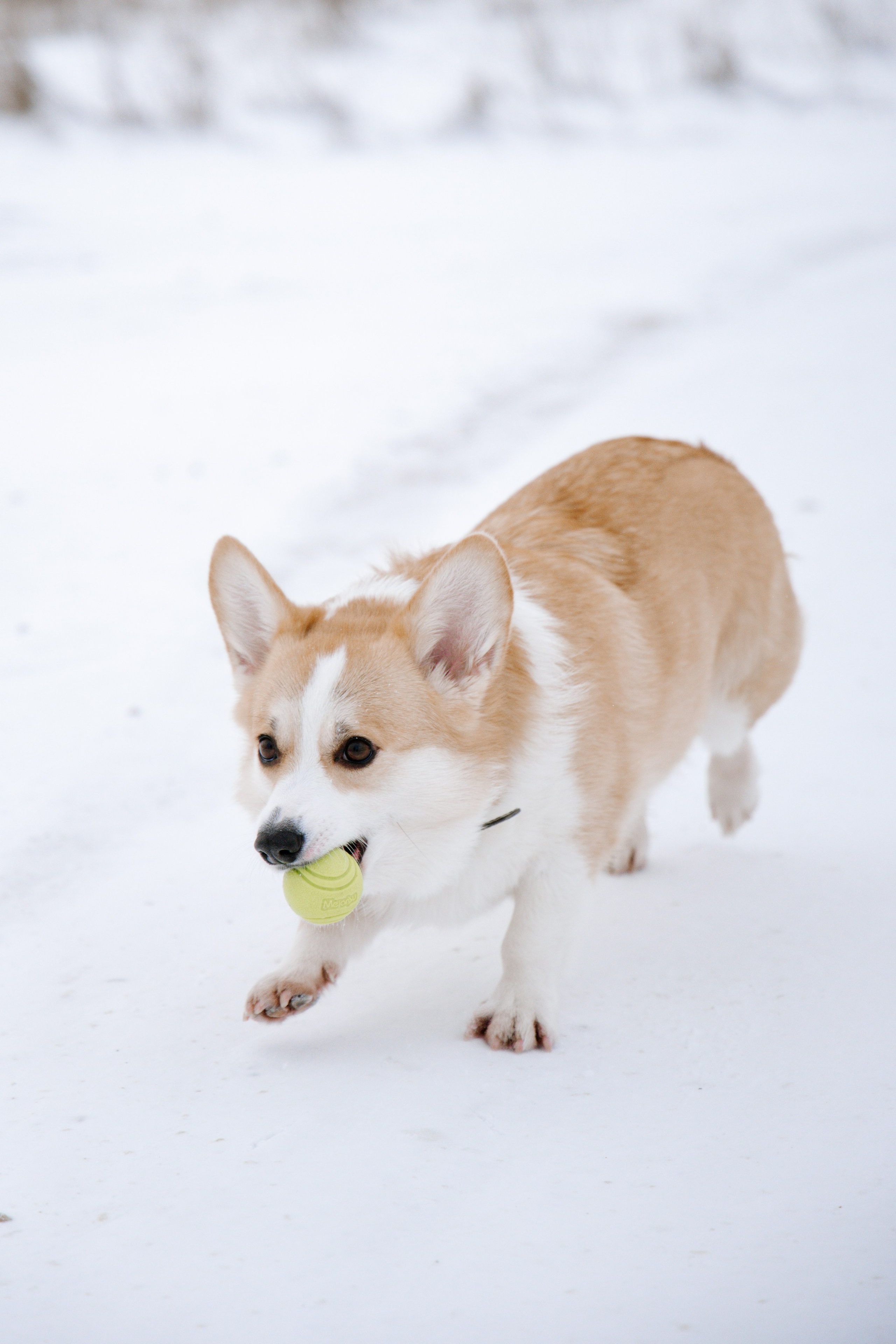 Питомцы. Семейный фотограф | Керчь | Ивановская Виктория
